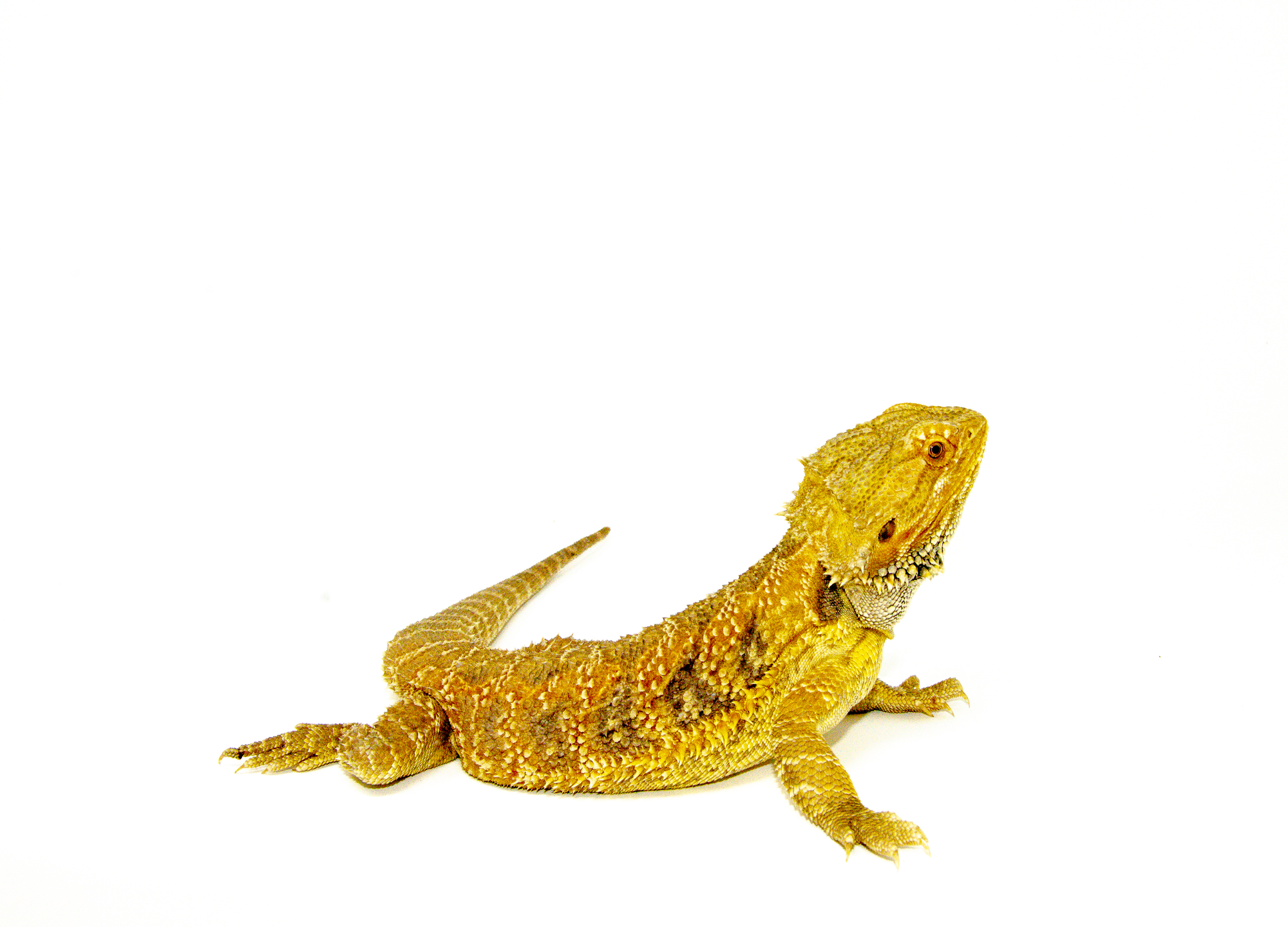 Bearded Dragons For Sale | Buy Bearded Dragons | American Reptile