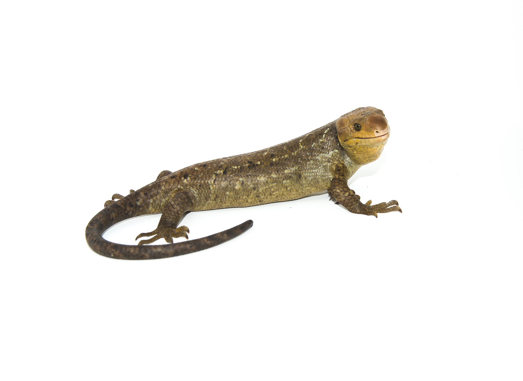 Skinks For Sale Buy Skinks Online American Reptile Distributors