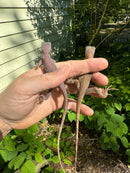Purple Translucent Iguana Babies (Iguana iguana)