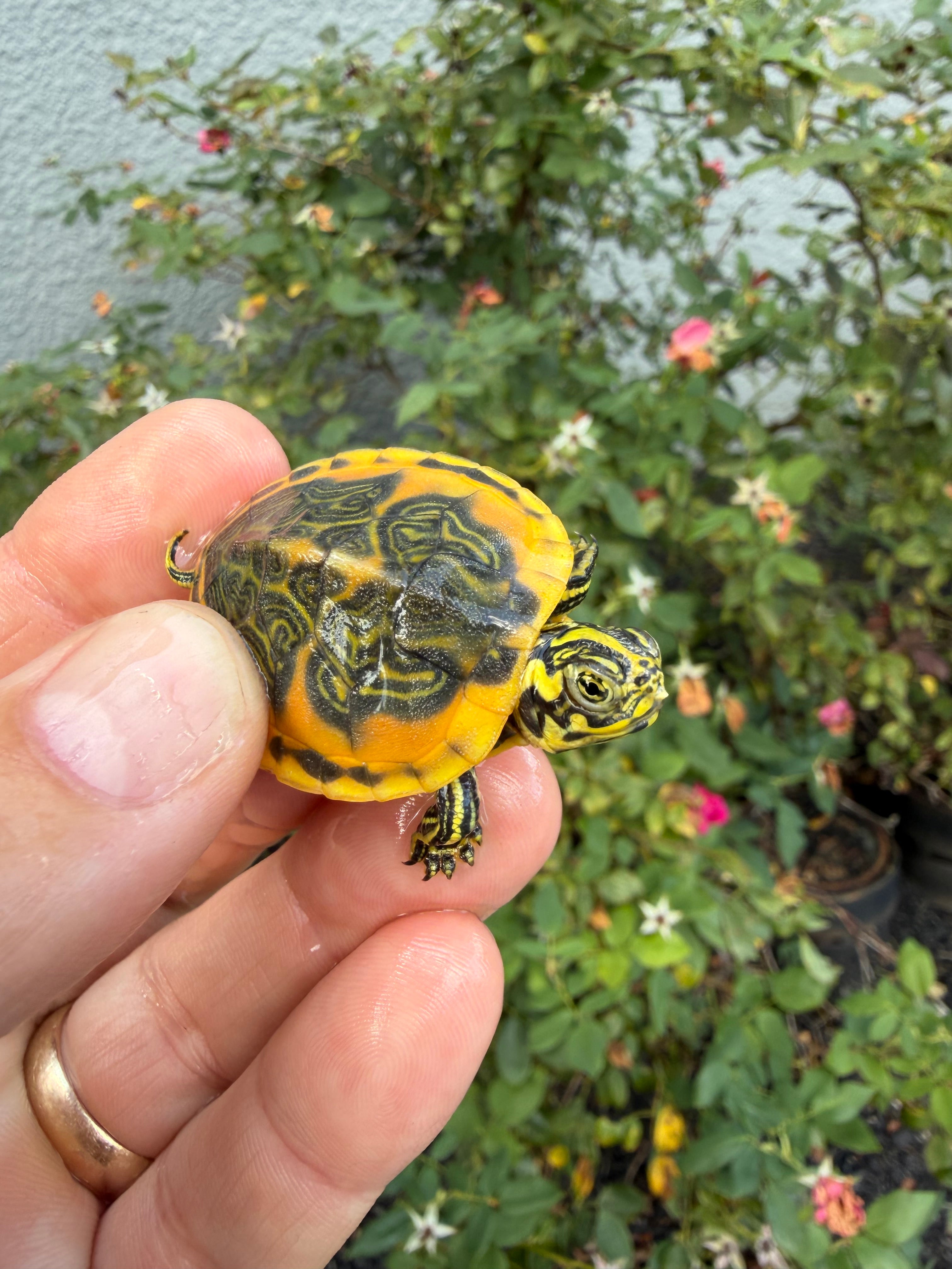 americanreptiles.com