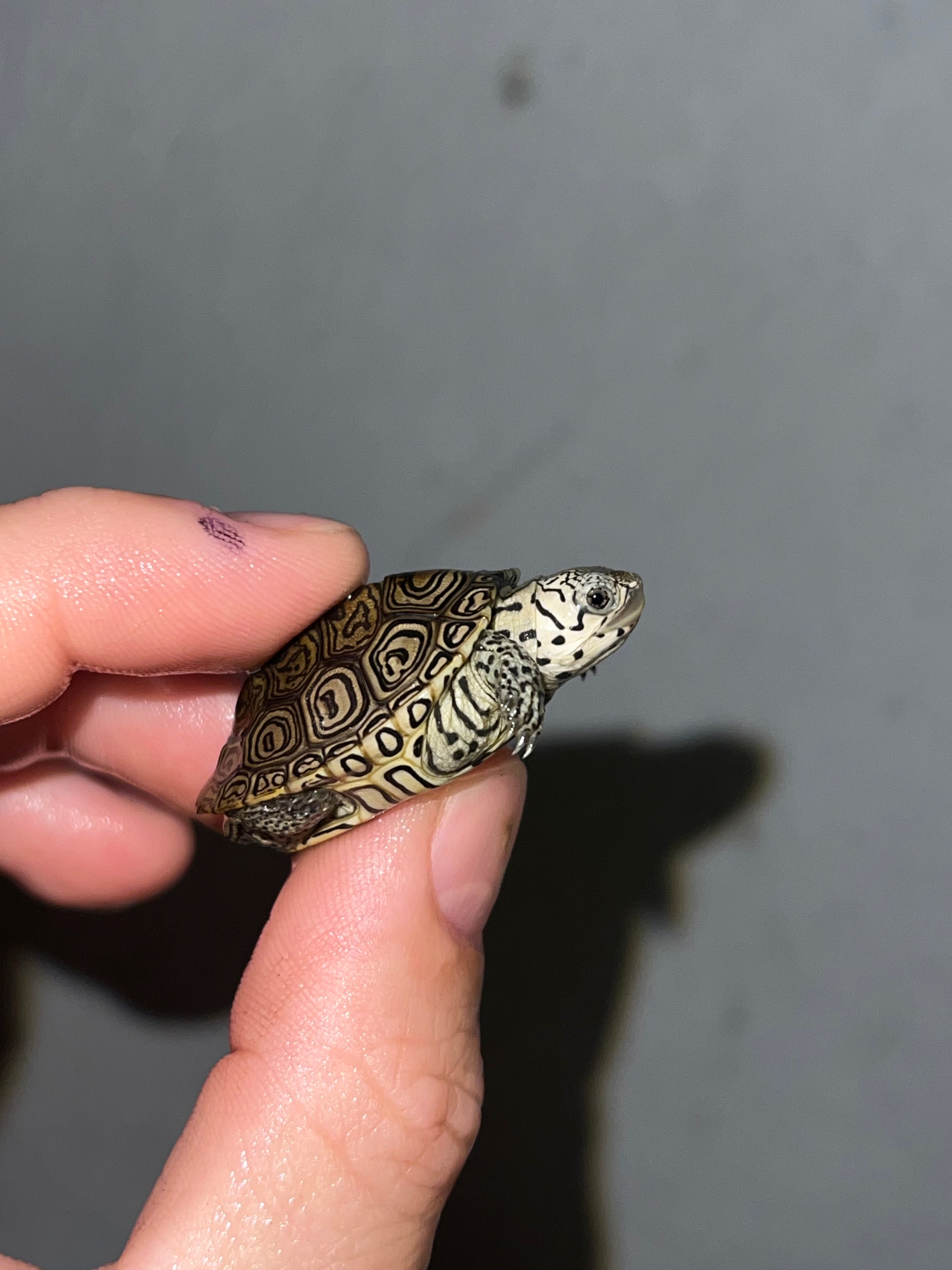 Concentric Diamondback Terrapin (malaclemys Terrapin) For Sale 