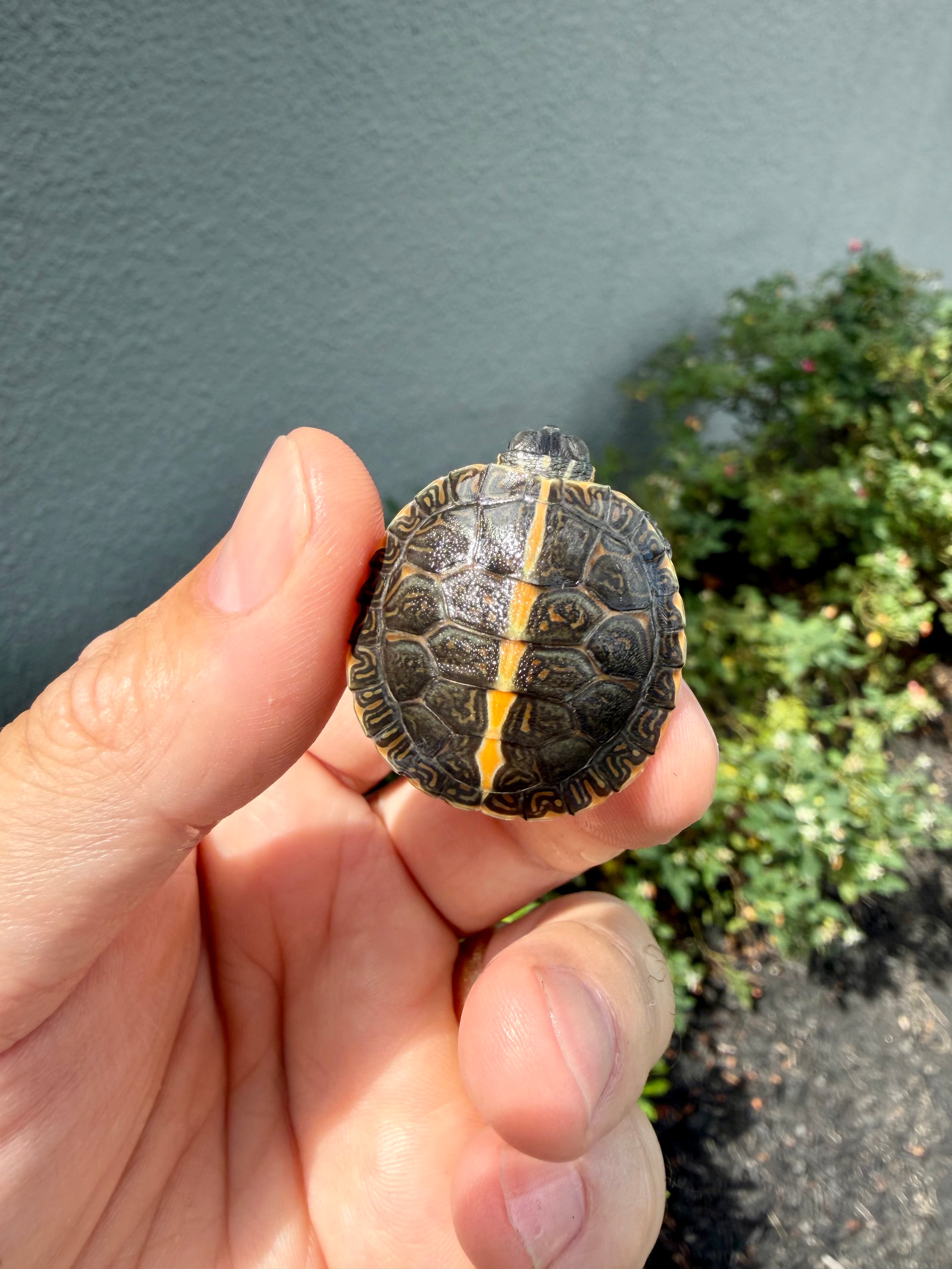 americanreptiles.com