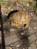 Leopard Tortoise Adult Male