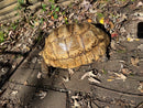 Leopard Tortoise Adult Male