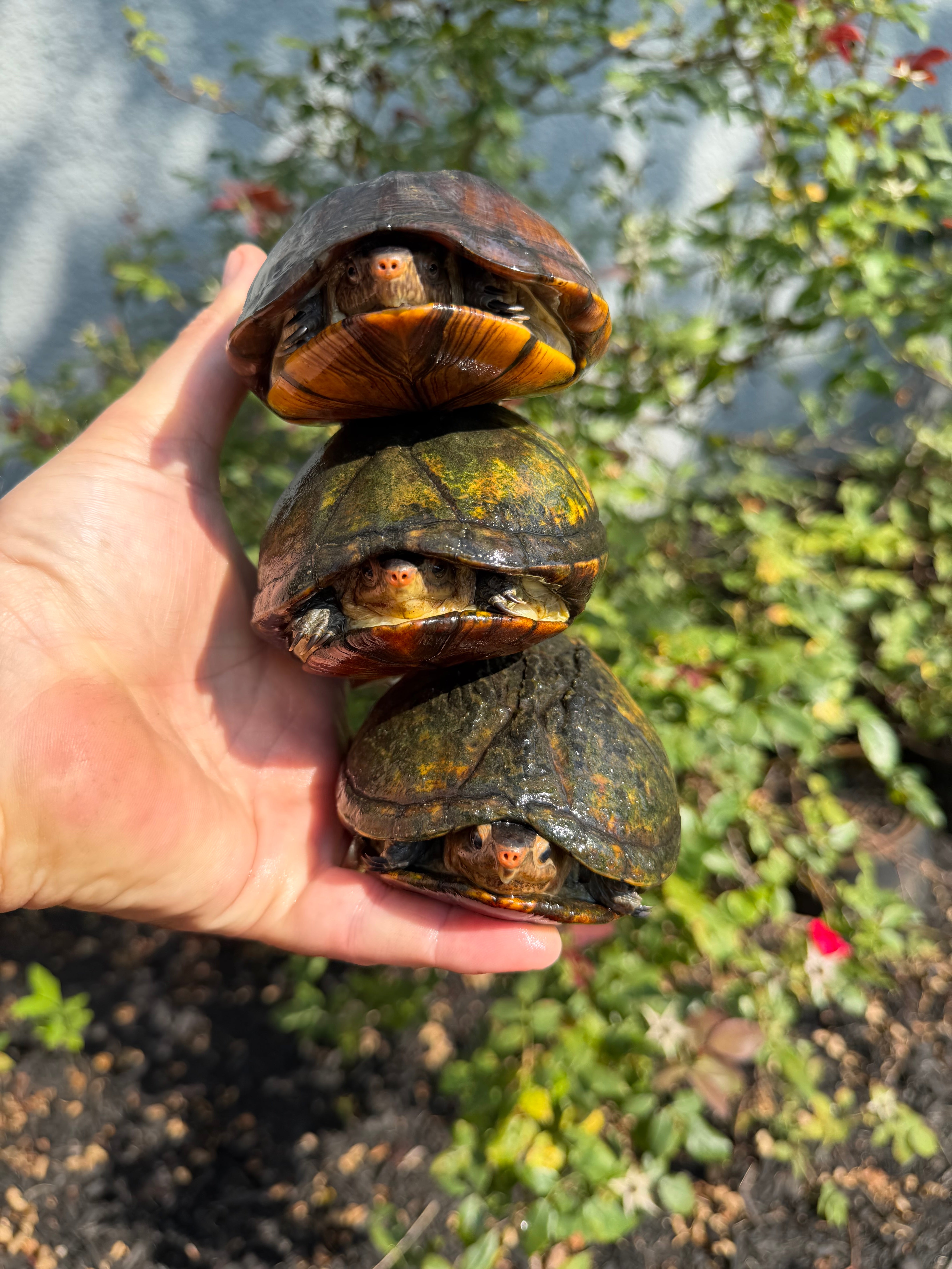 americanreptiles.com