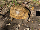Leopard Tortoise Adult Male