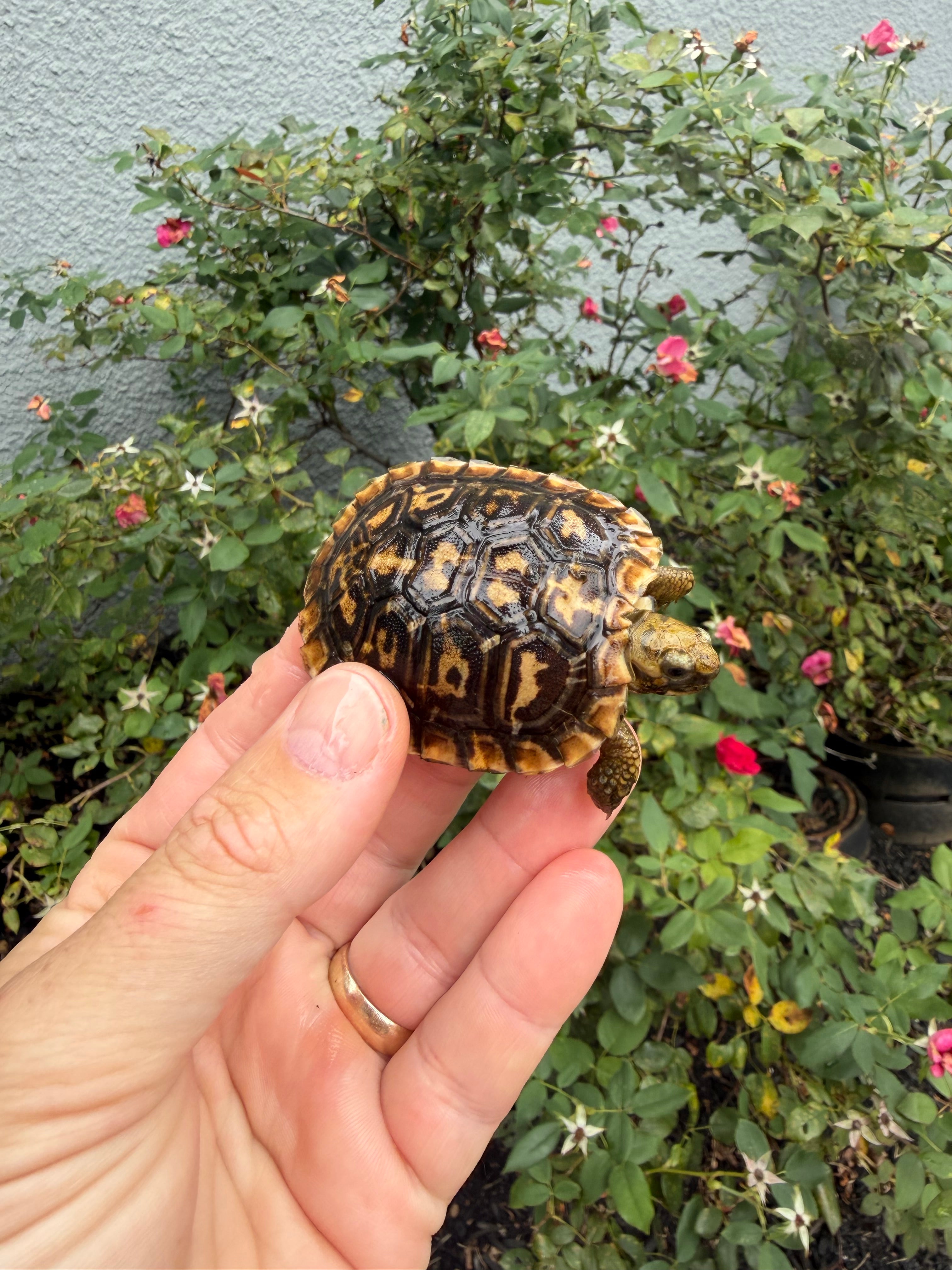americanreptiles.com