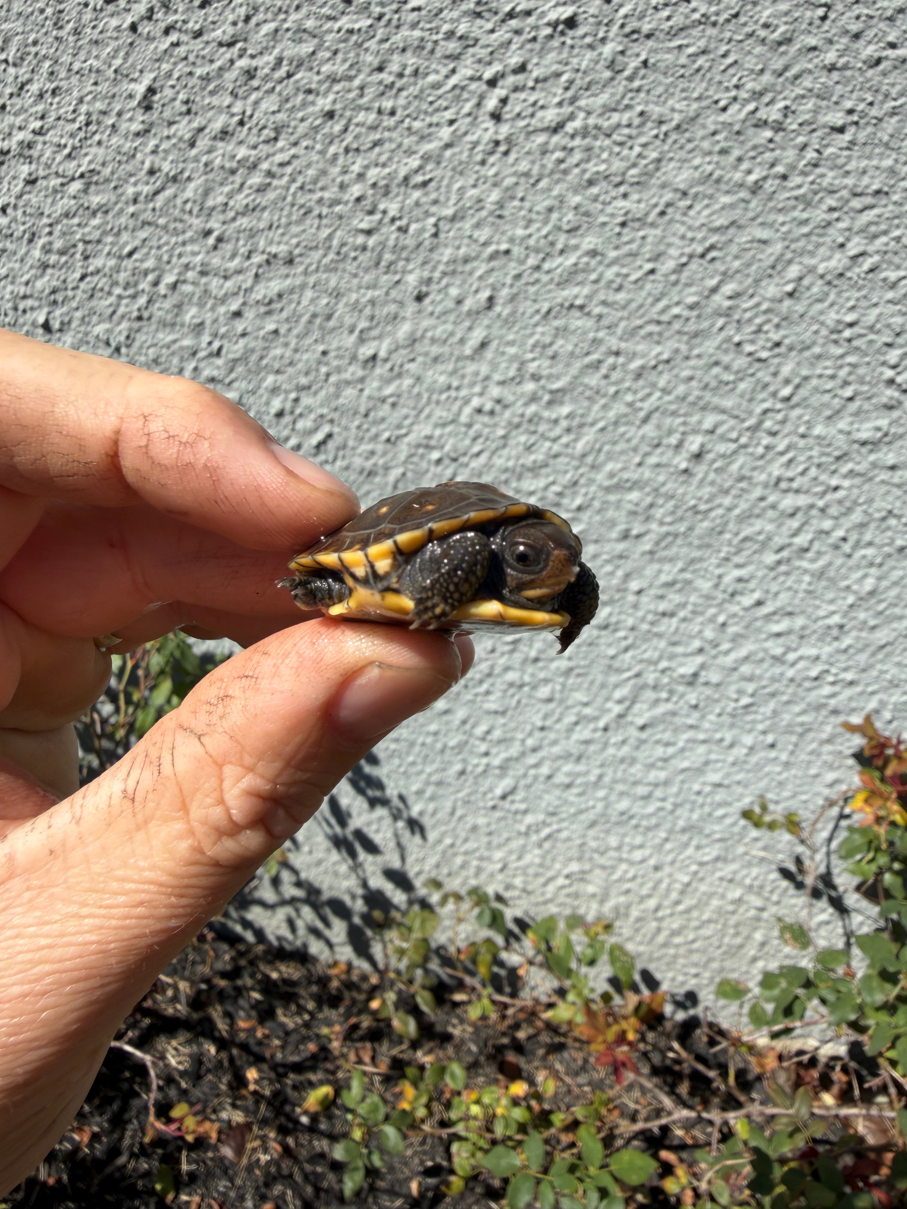 americanreptiles.com
