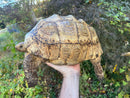 Leopard Tortoise Adult Male