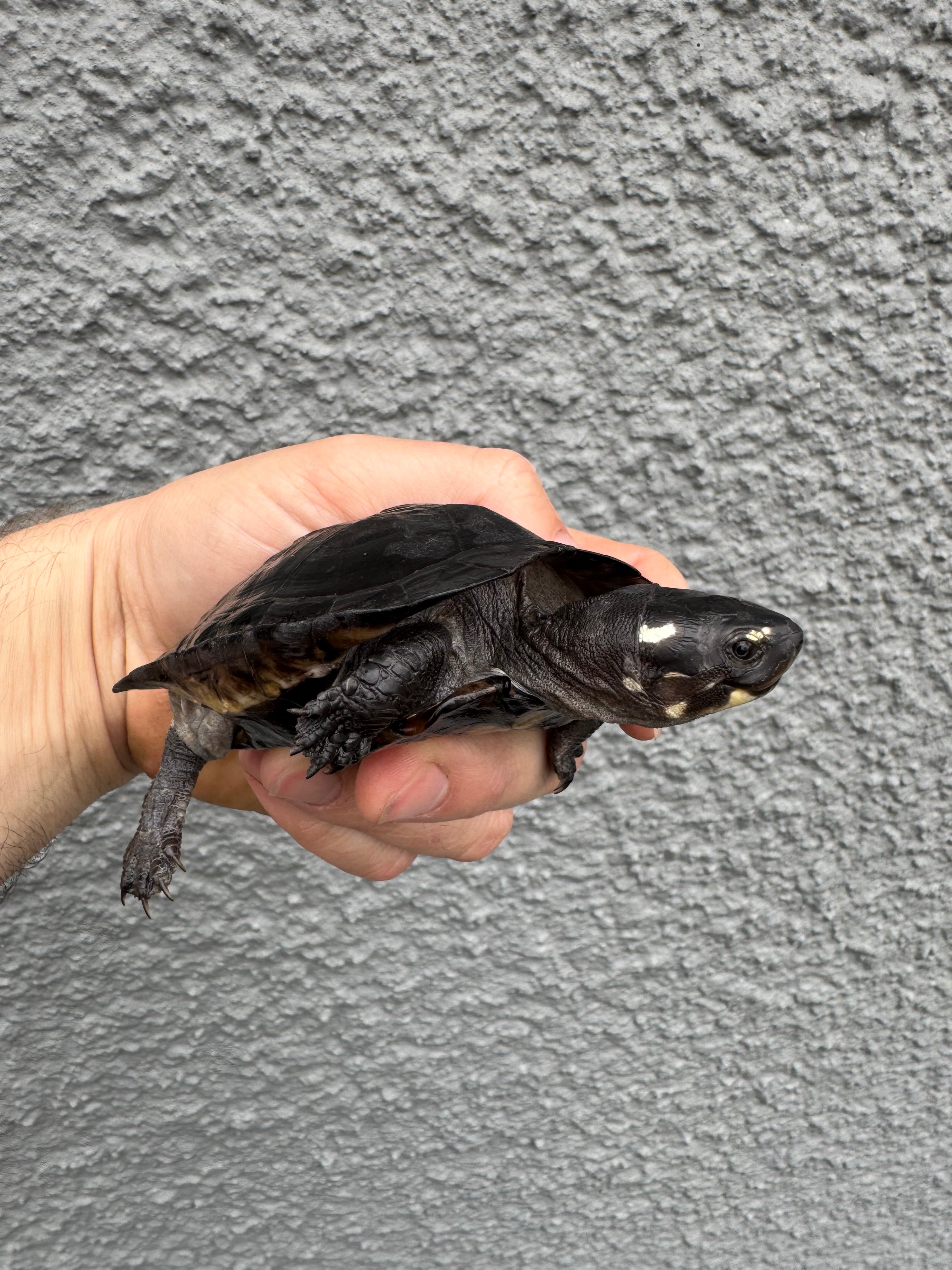 americanreptiles.com