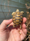Leopard Tortoise 2024