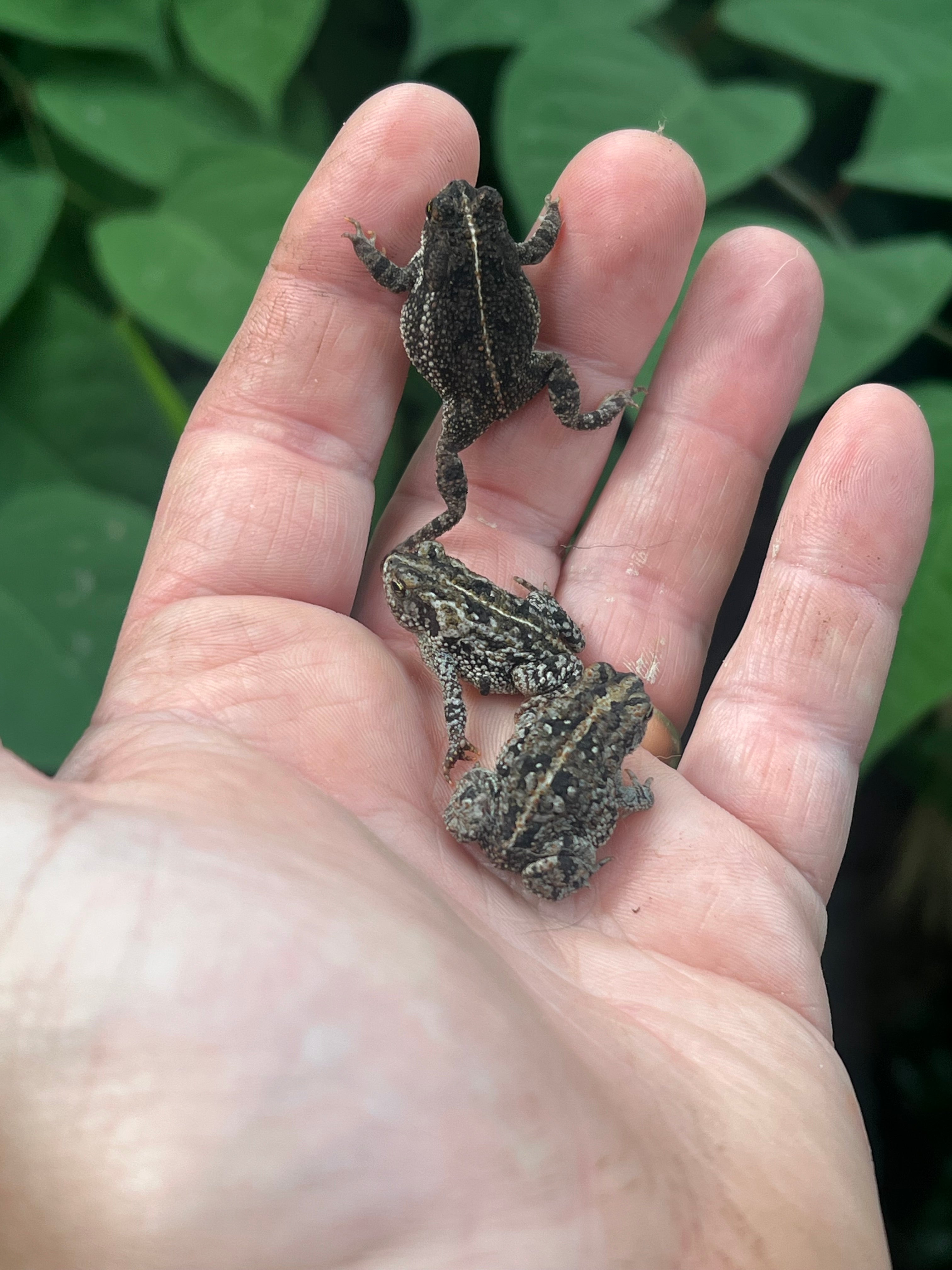 Oak Toad For Sale | American Reptile Distributors