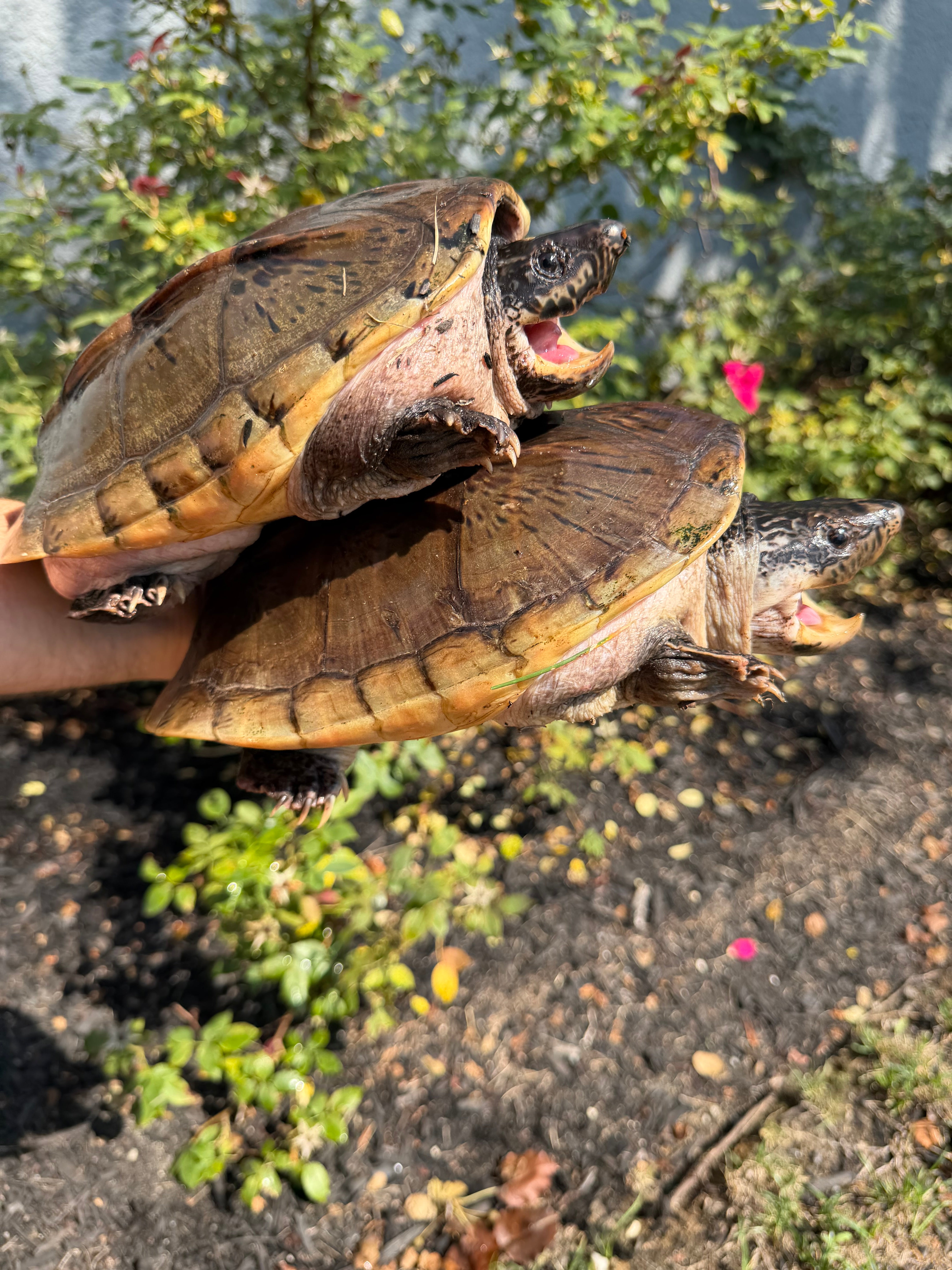 americanreptiles.com