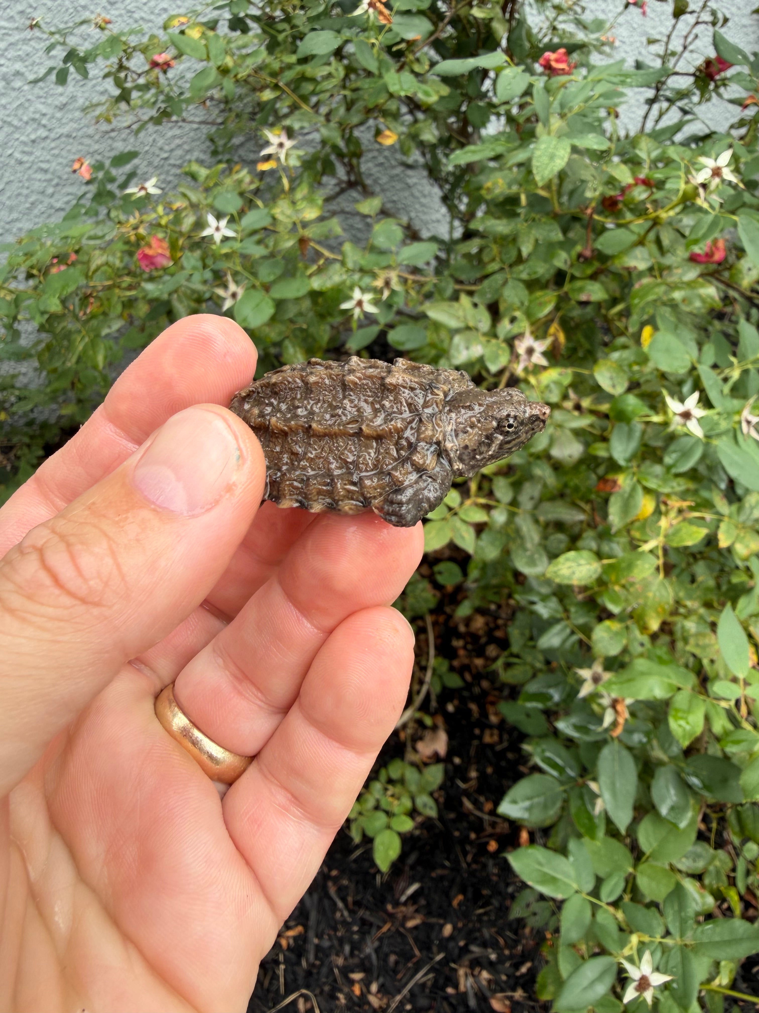 americanreptiles.com
