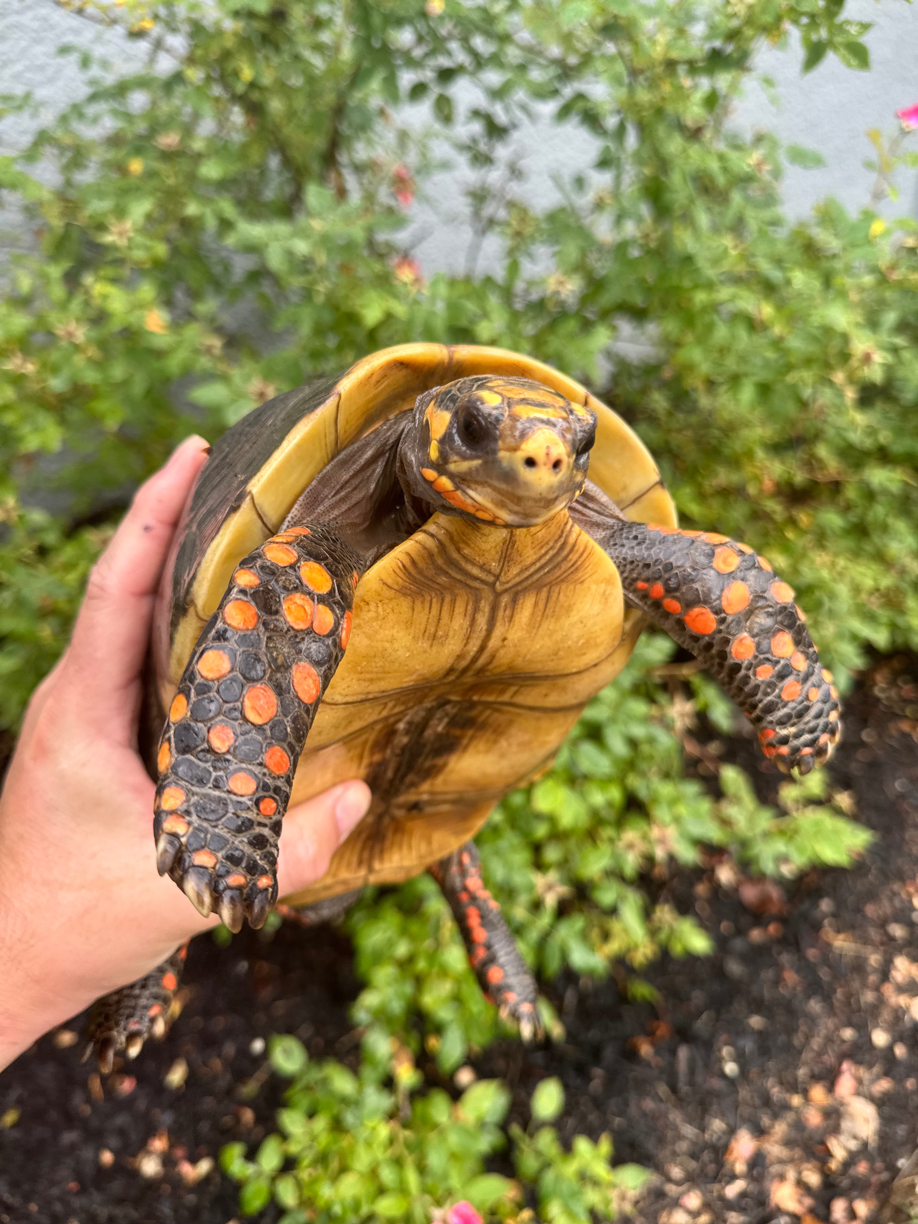 americanreptiles.com