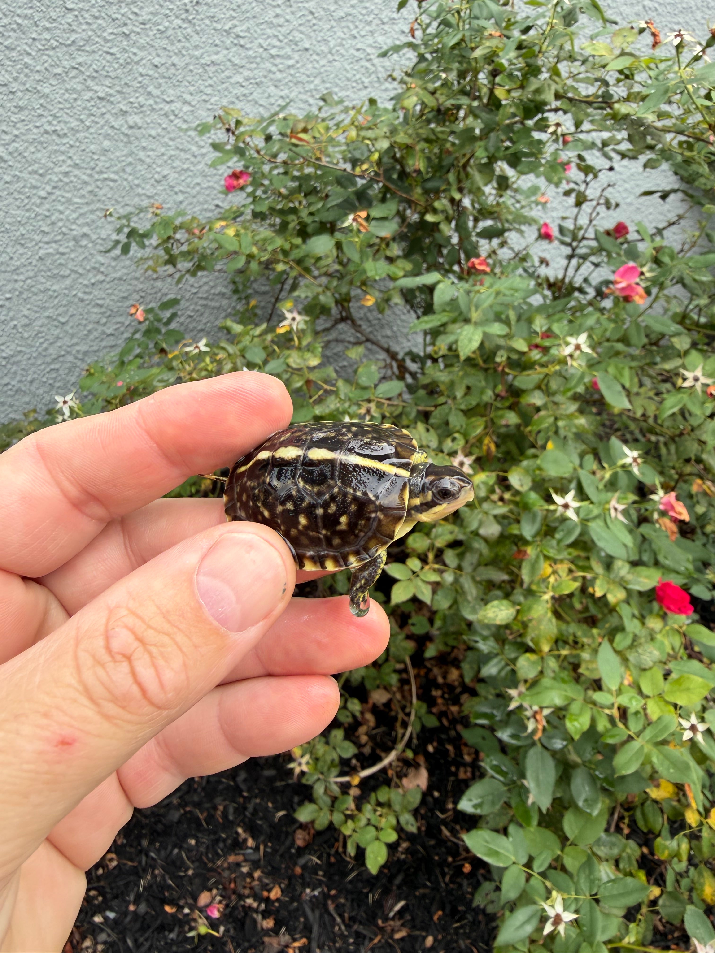 americanreptiles.com