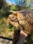 Leopard Tortoise Adult Male