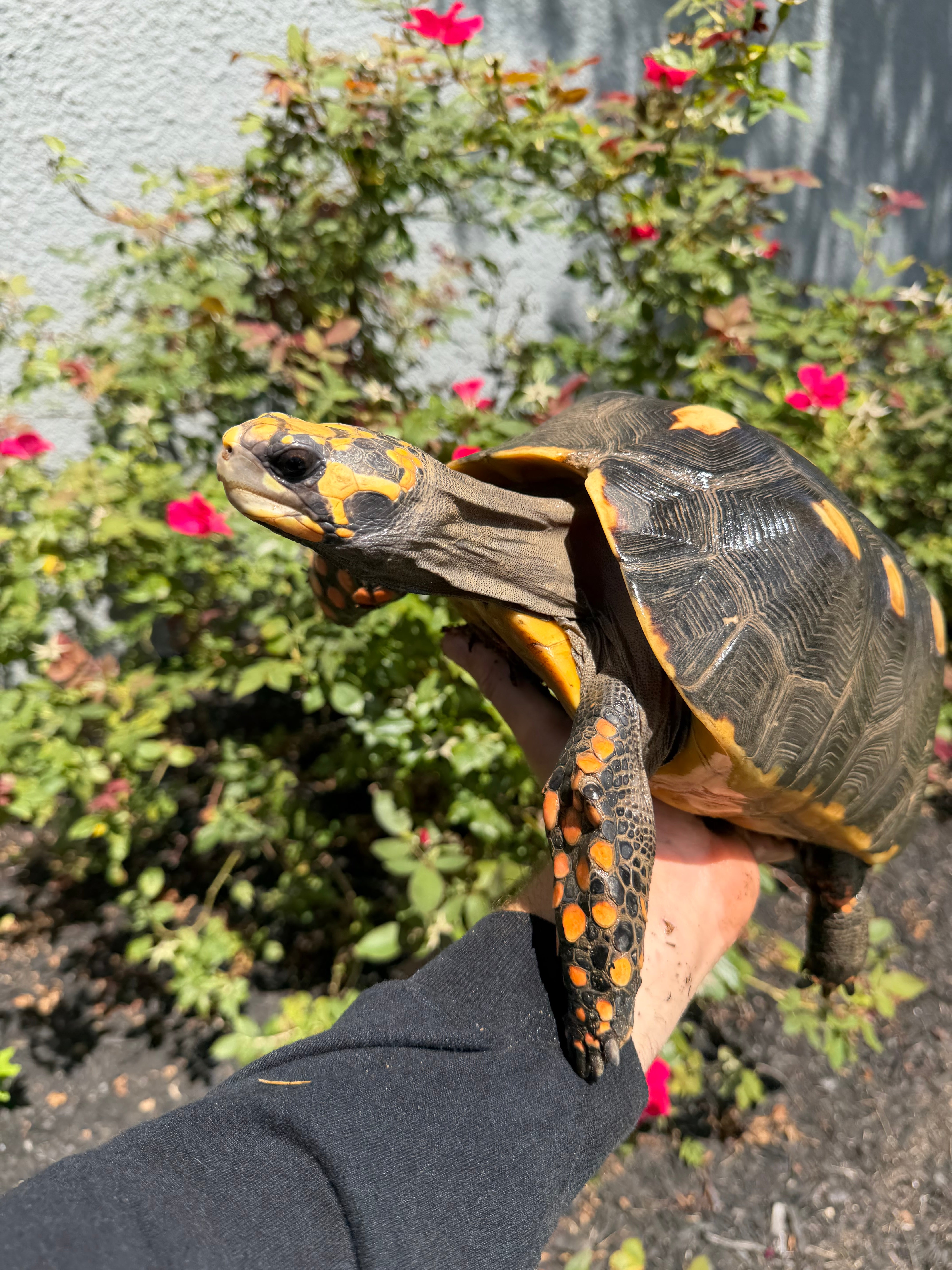 americanreptiles.com