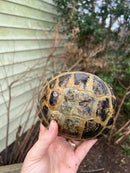 Russian Tortoise Adult 1.3  (Testudo horsfieldii)