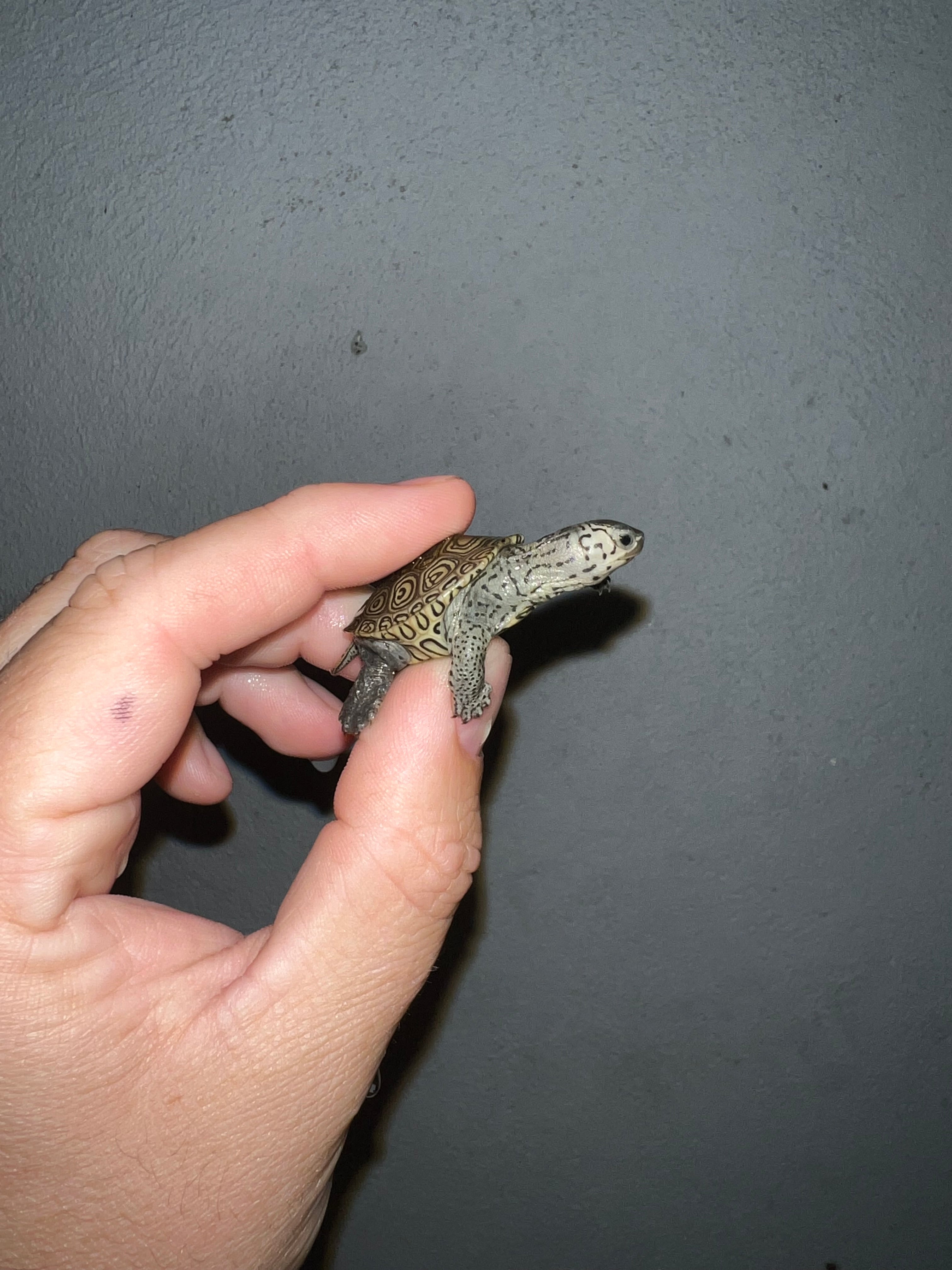 Concentric Diamondback Terrapin (malaclemys Terrapin) For Sale 