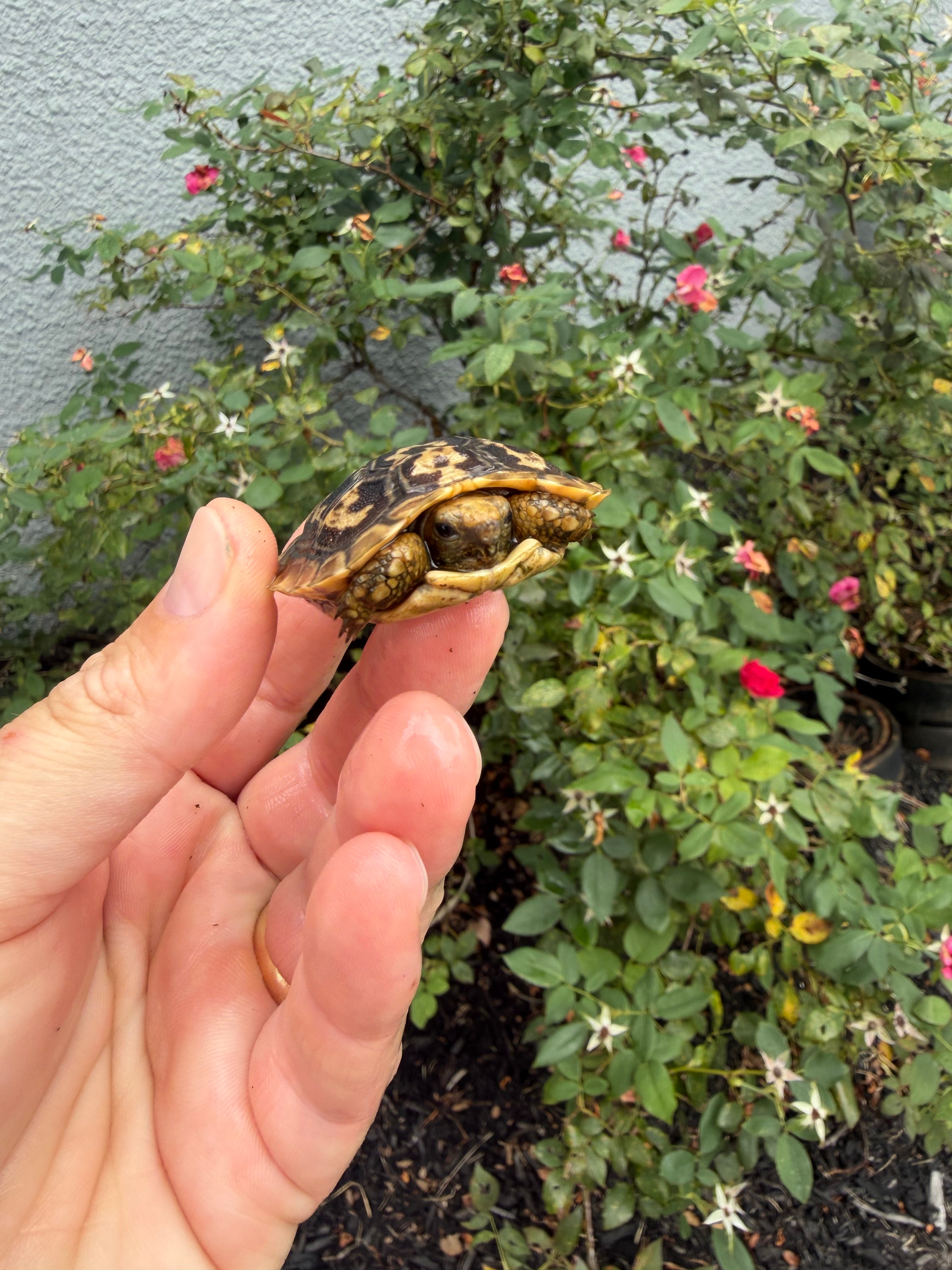 americanreptiles.com