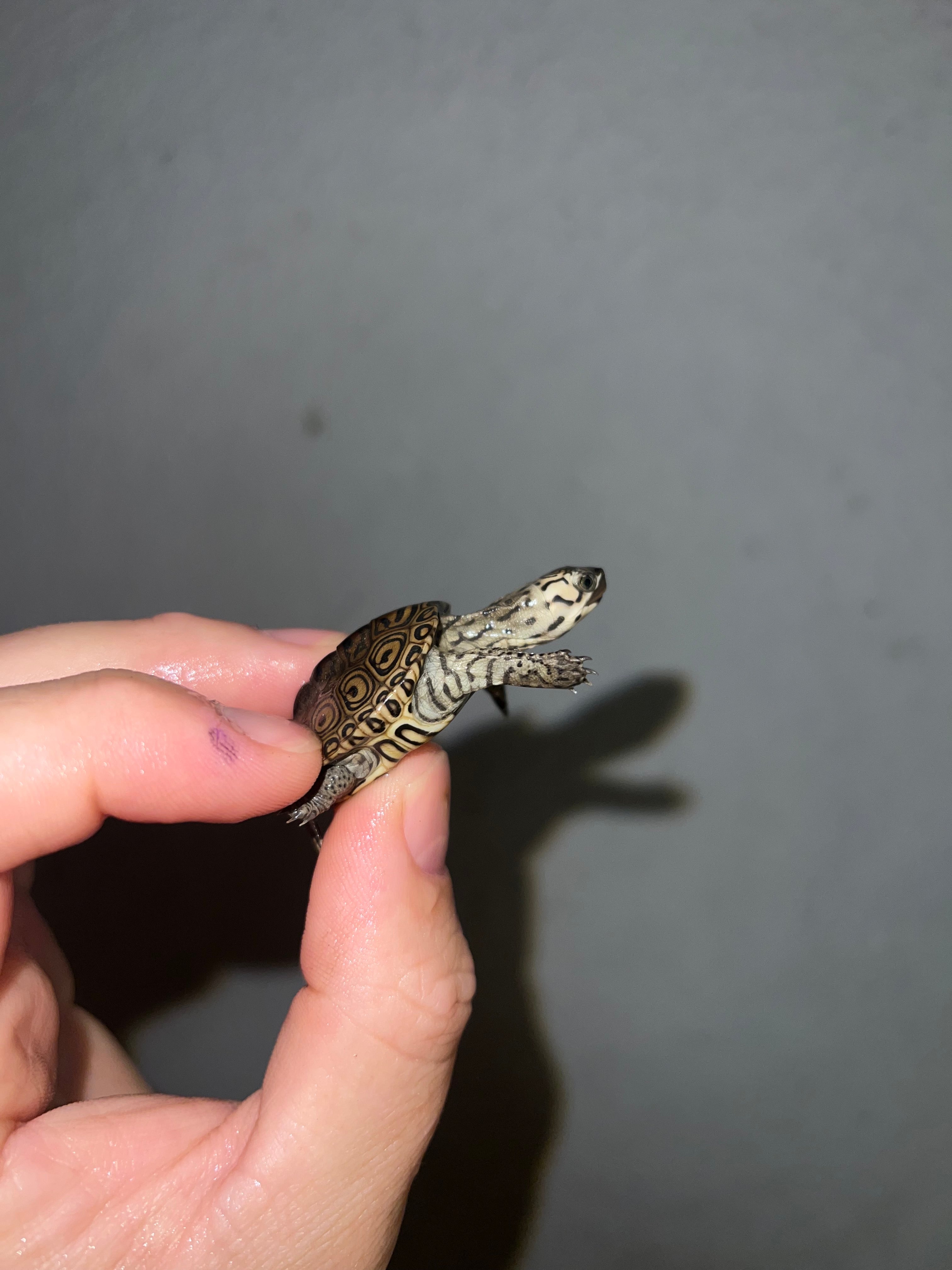 Concentric Diamondback Terrapin (malaclemys Terrapin) For Sale 