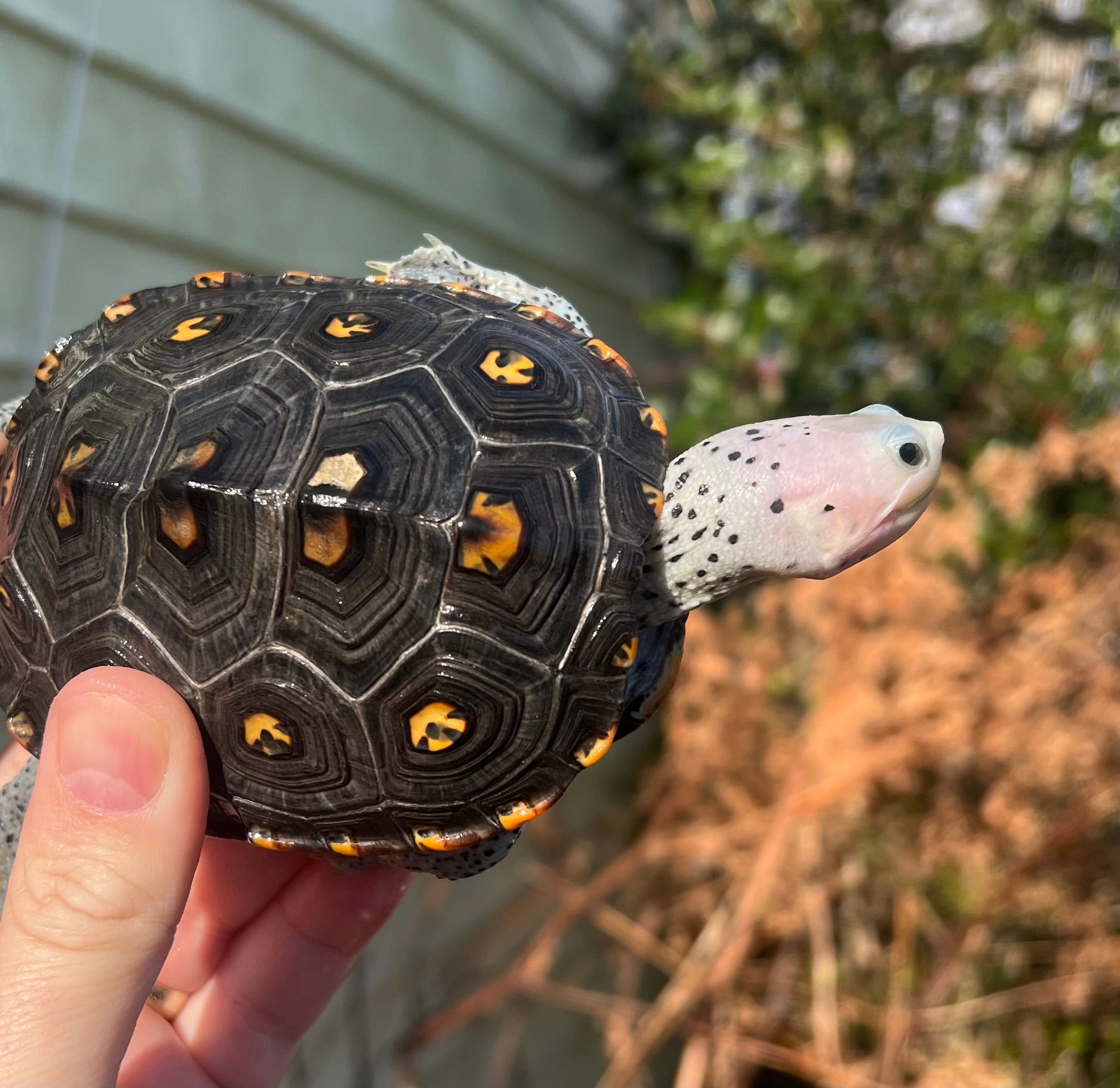 Diamondback Terrapin Price In India Ornate Diamondback Terrapin (Malaclemys terrapin) For Sale | American