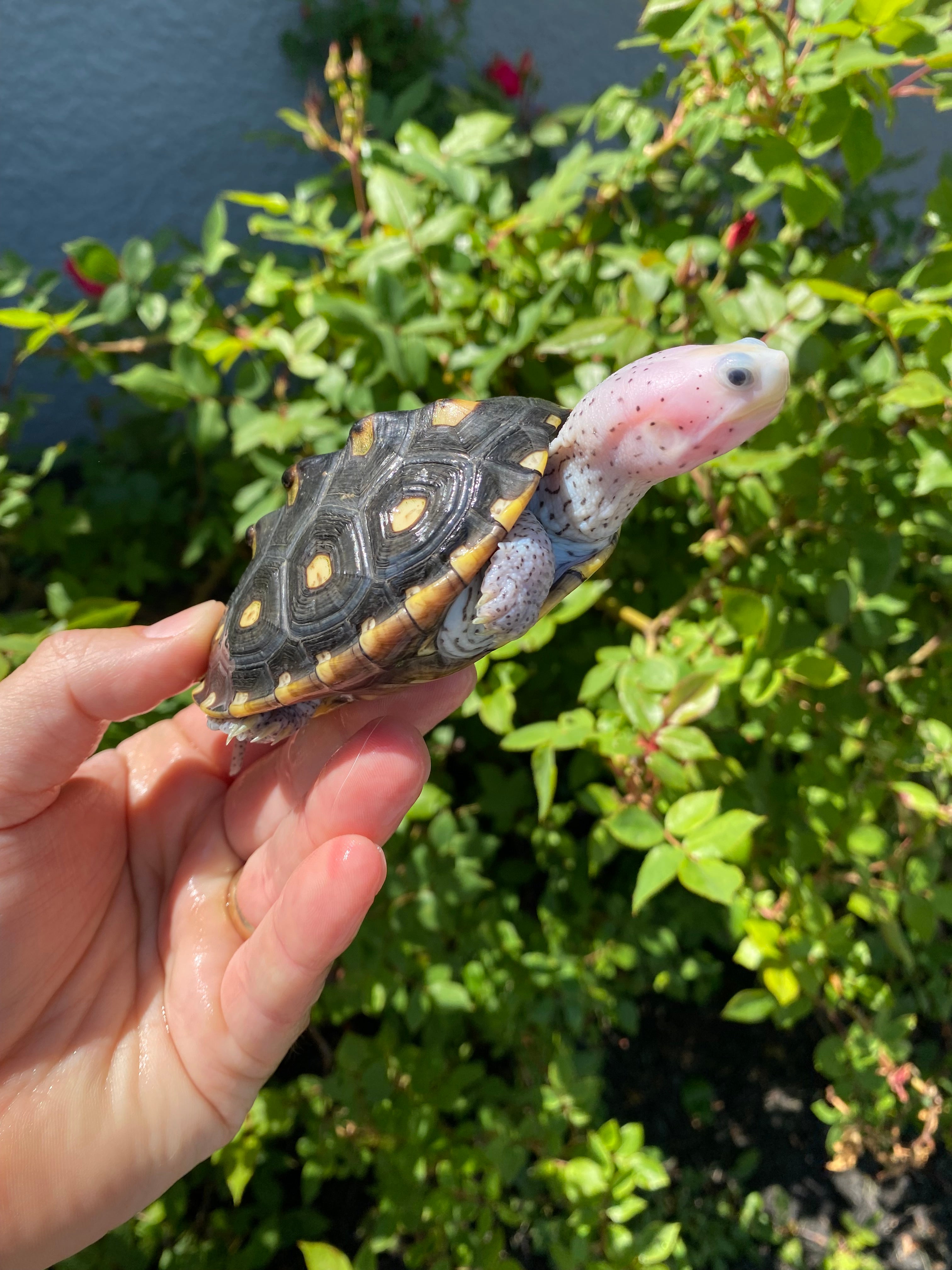 americanreptiles.com