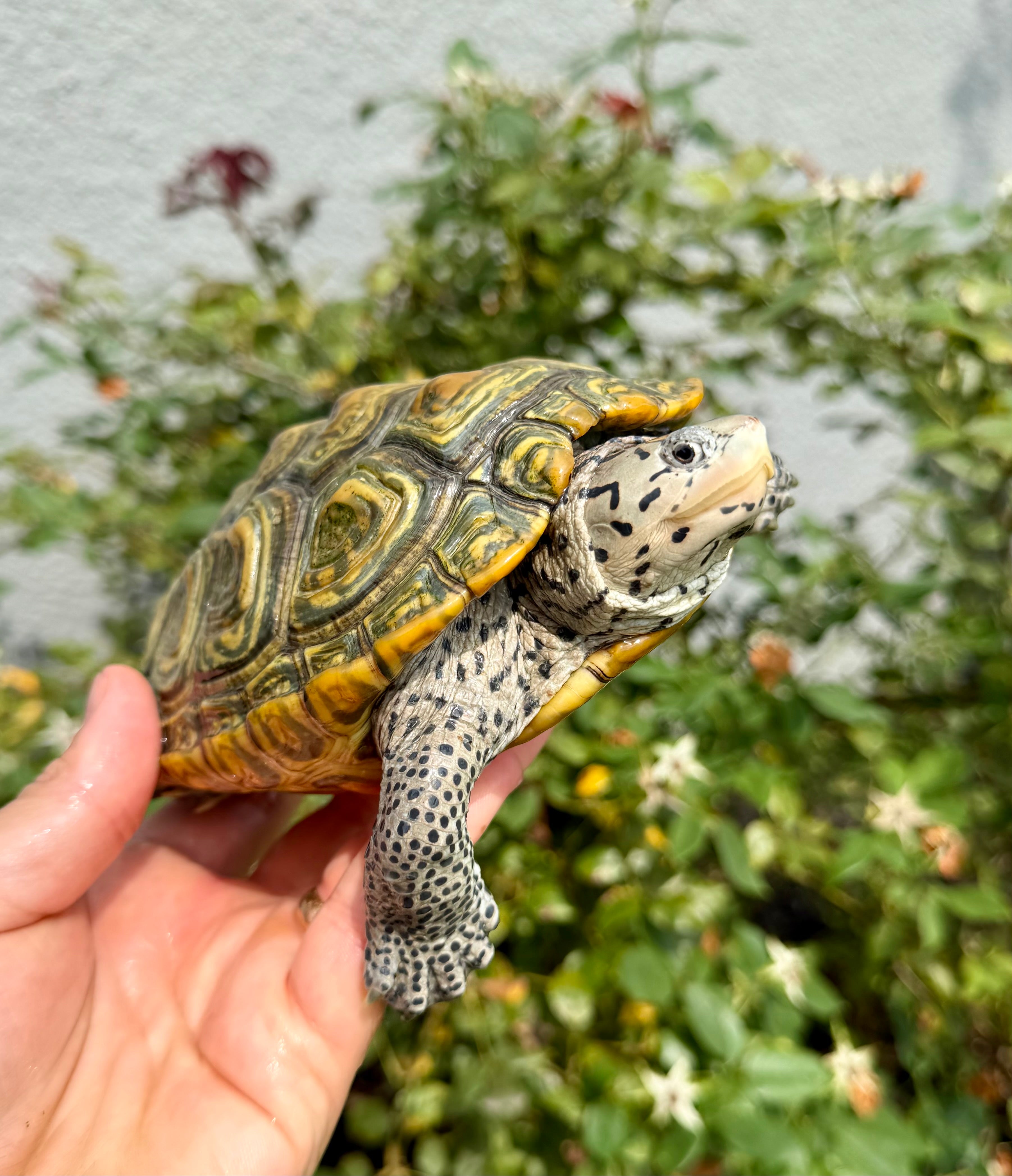 americanreptiles.com