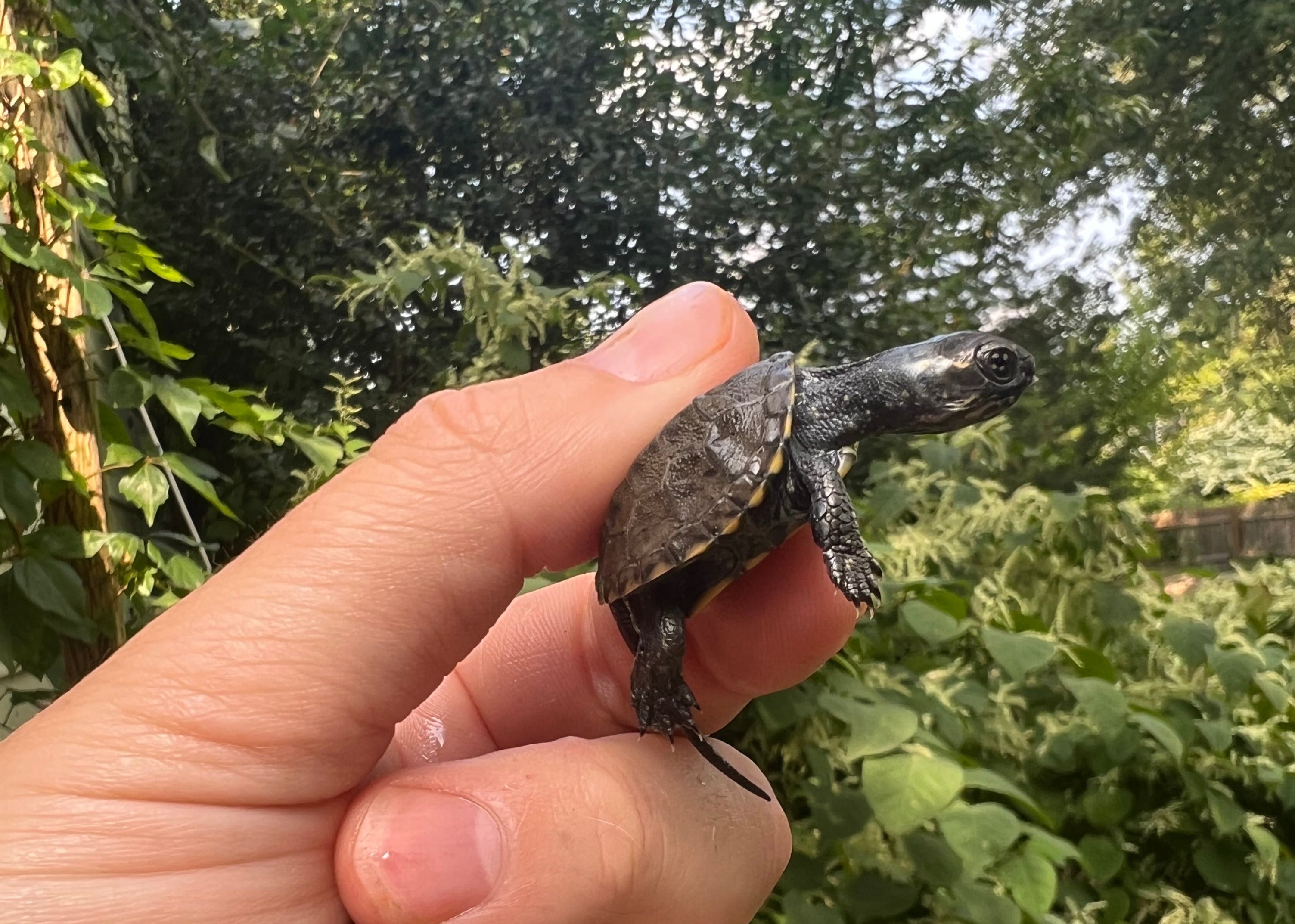 americanreptiles.com