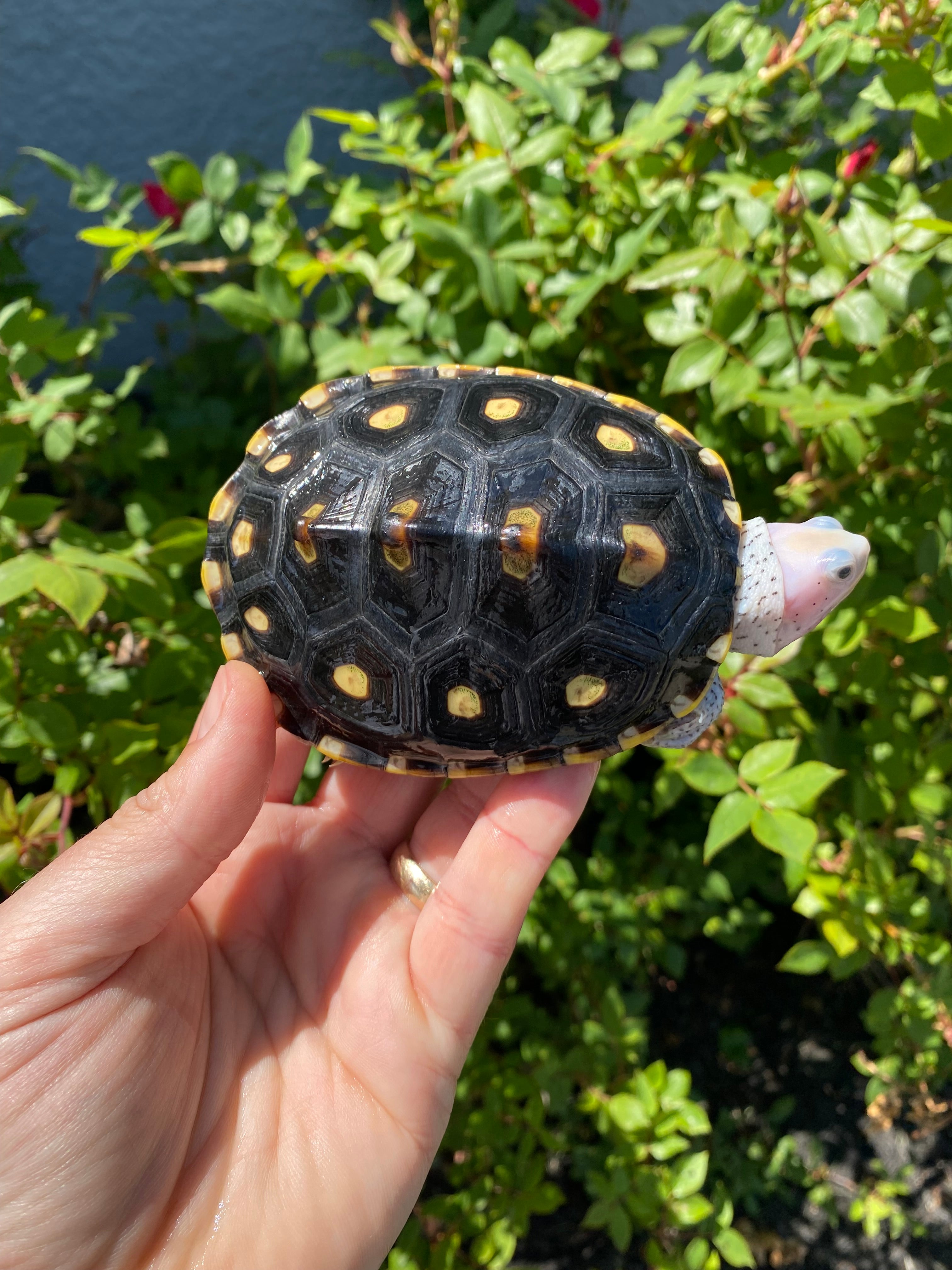 americanreptiles.com