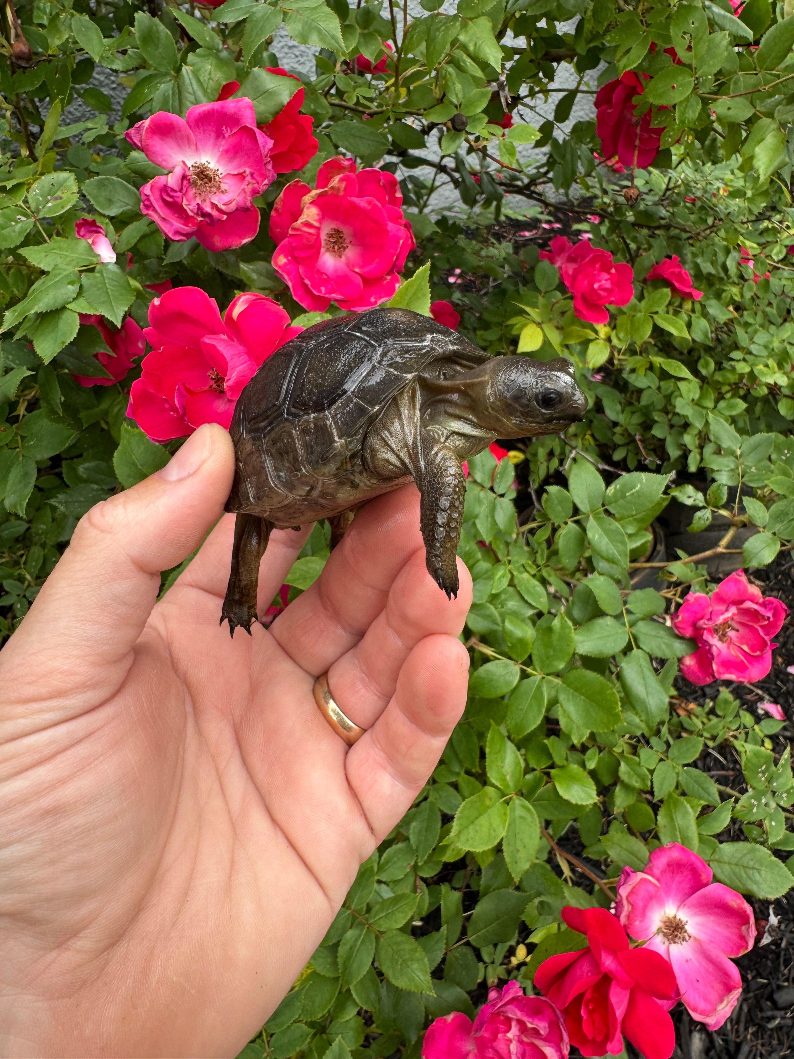 americanreptiles.com