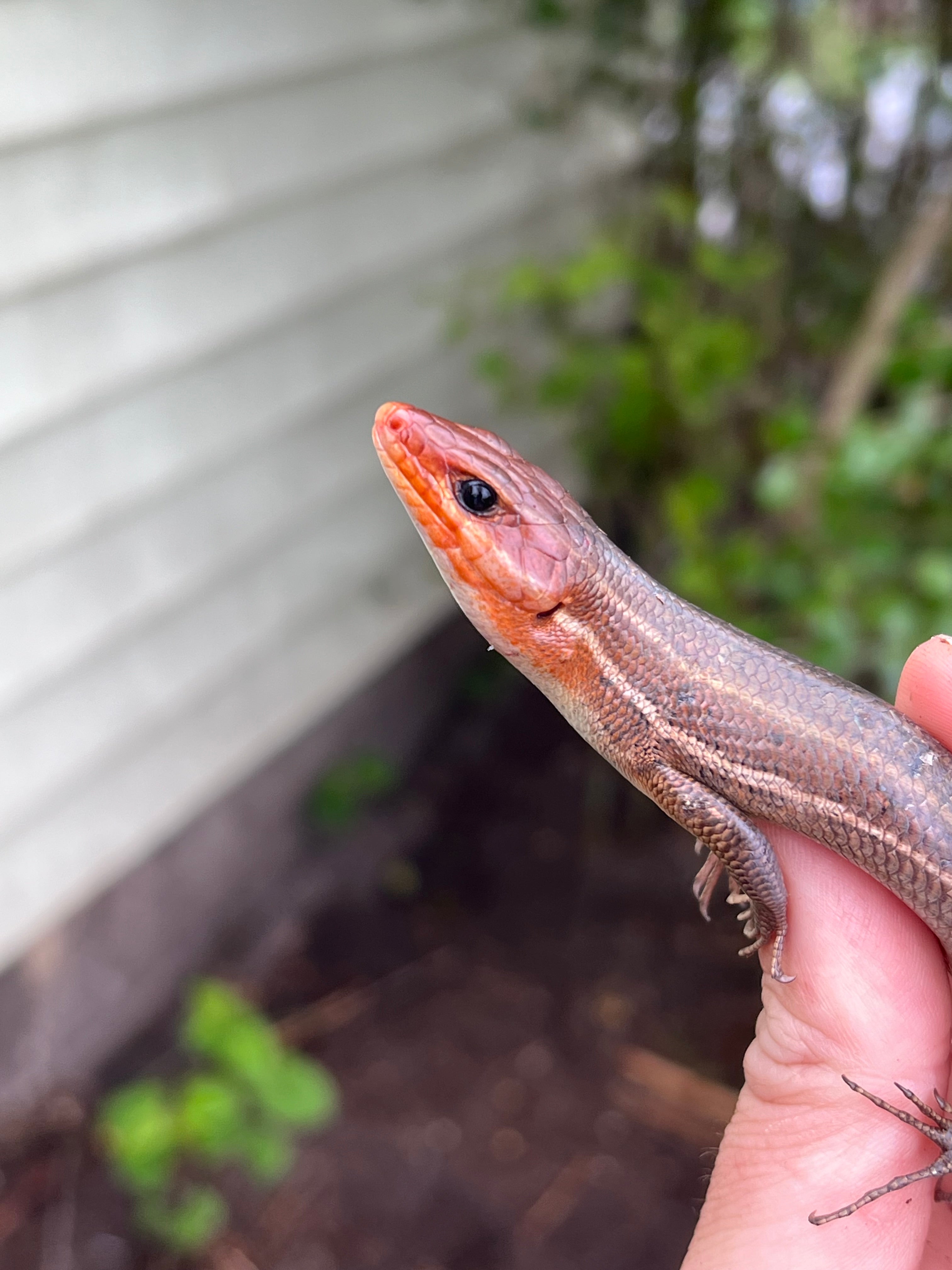 Broadheaded Skinks For Sale American Reptile Distributors