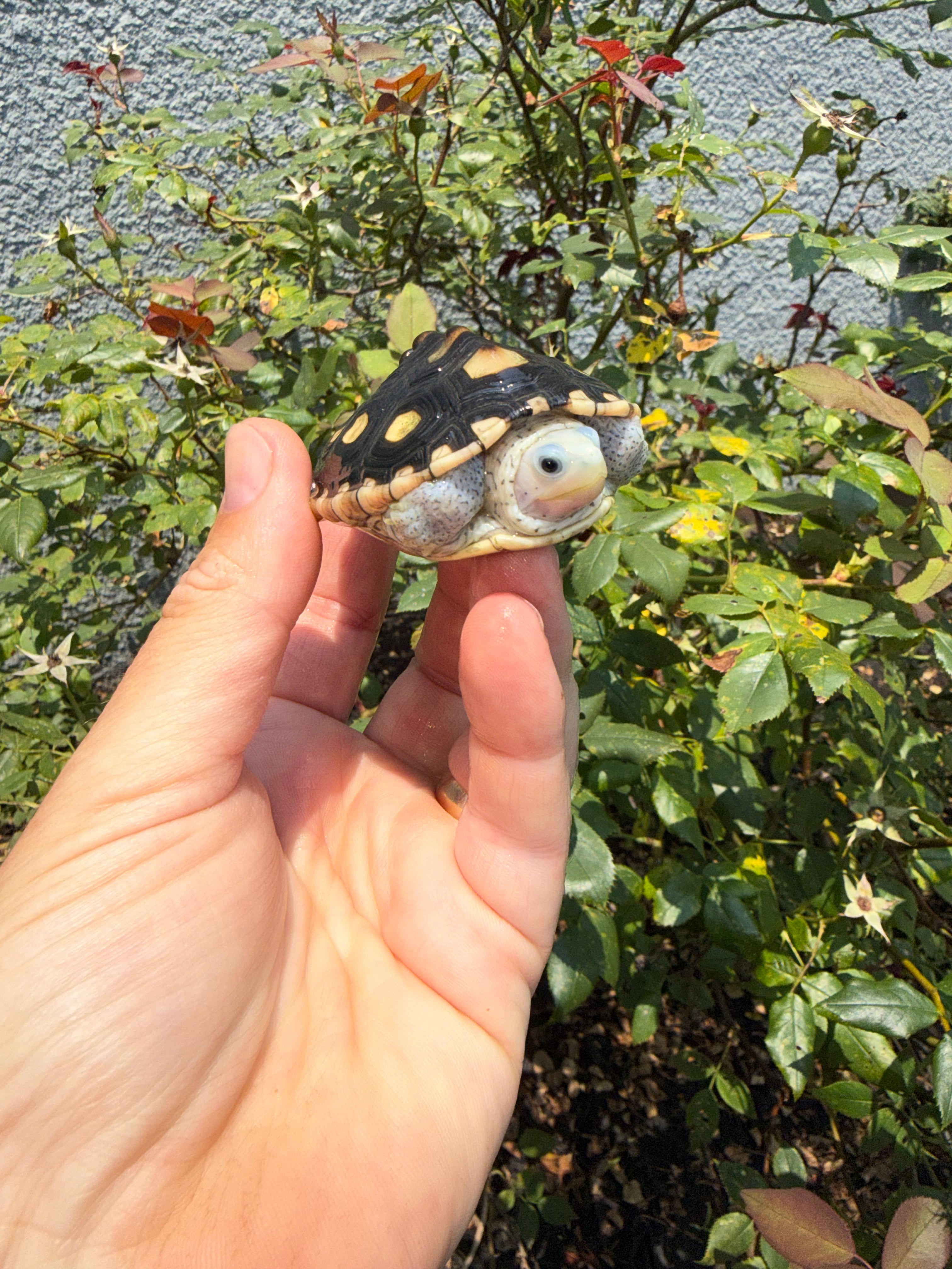 americanreptiles.com