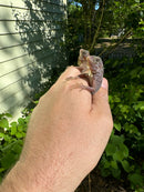 Purple Translucent Iguana Babies (Iguana iguana)