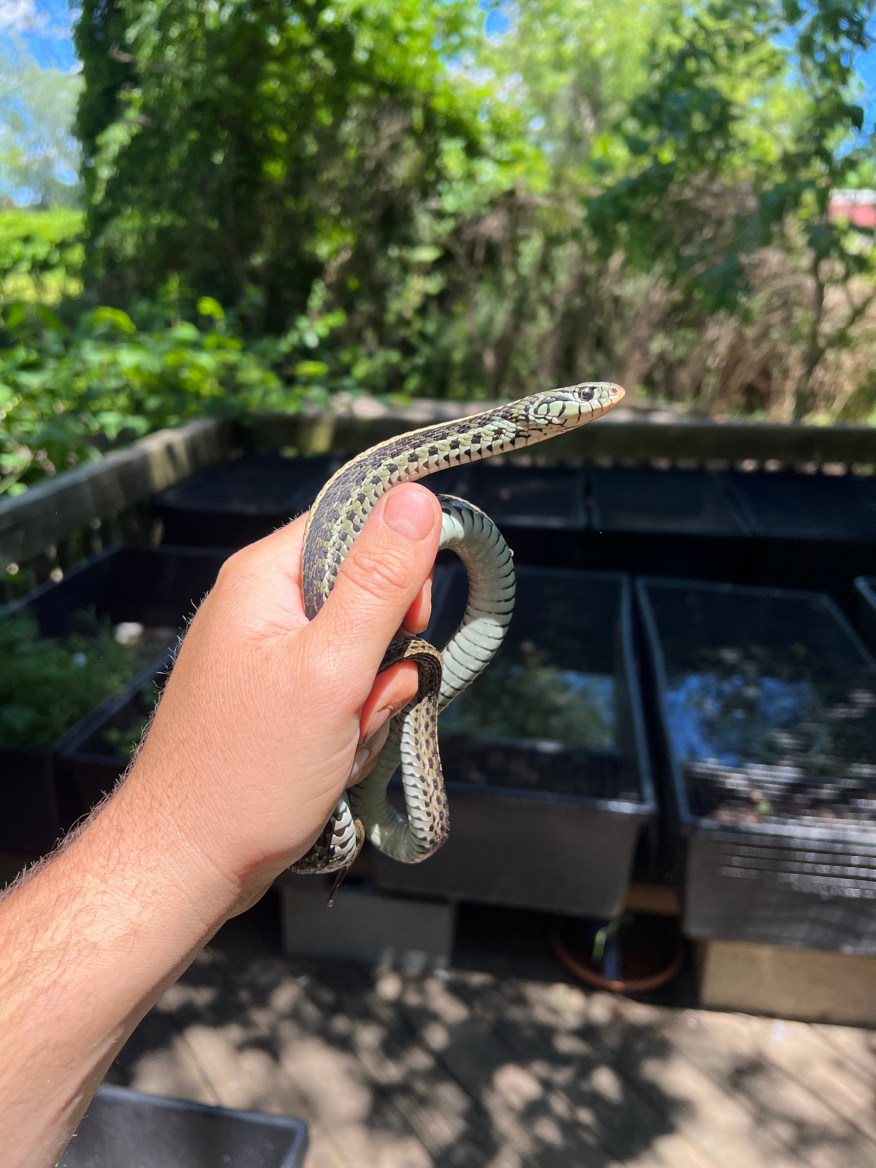 Florida Blue Garter Snake For Sale 