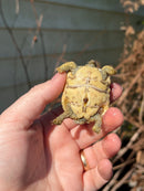 Leopard Tortoise 2024