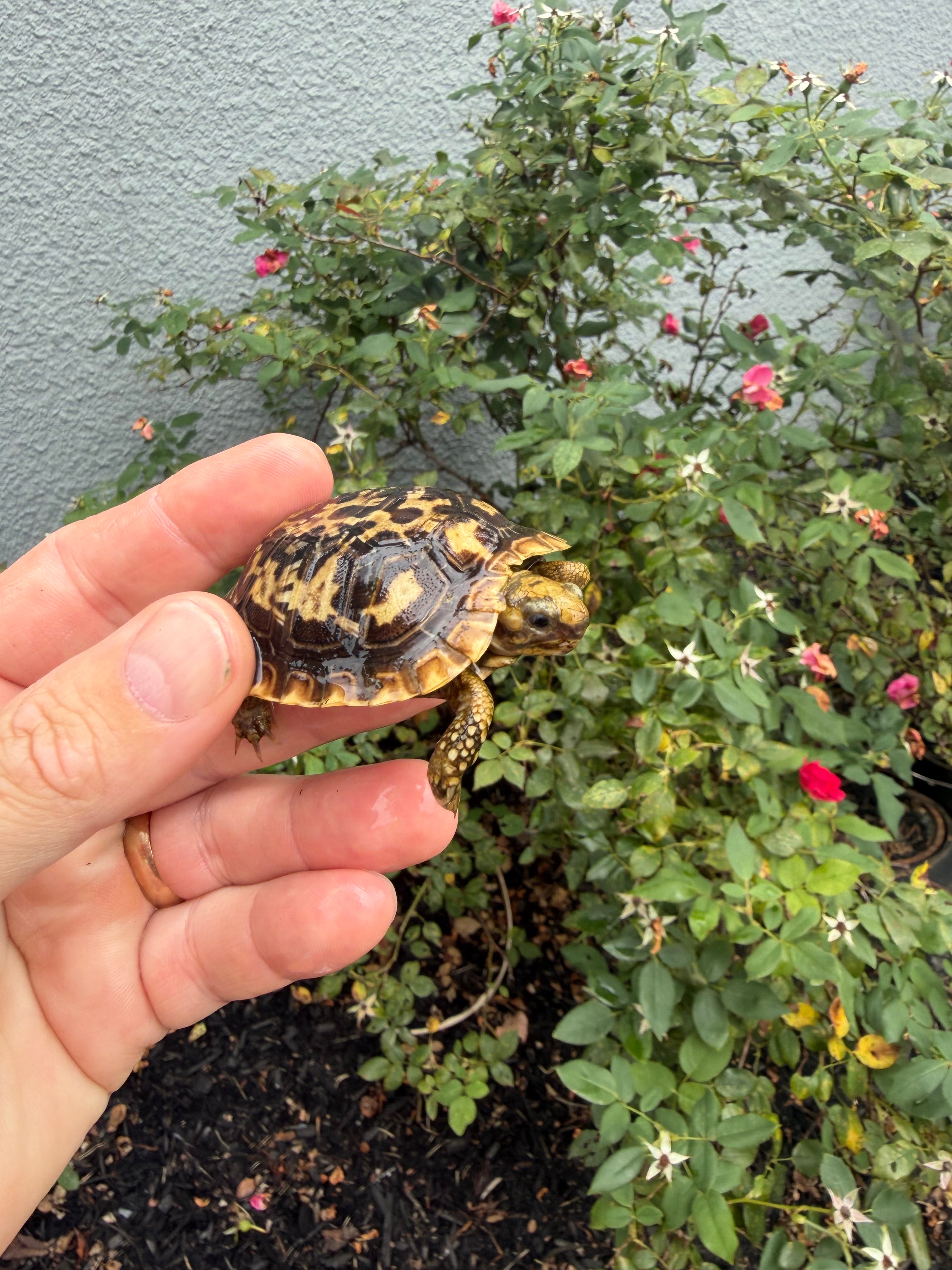 americanreptiles.com