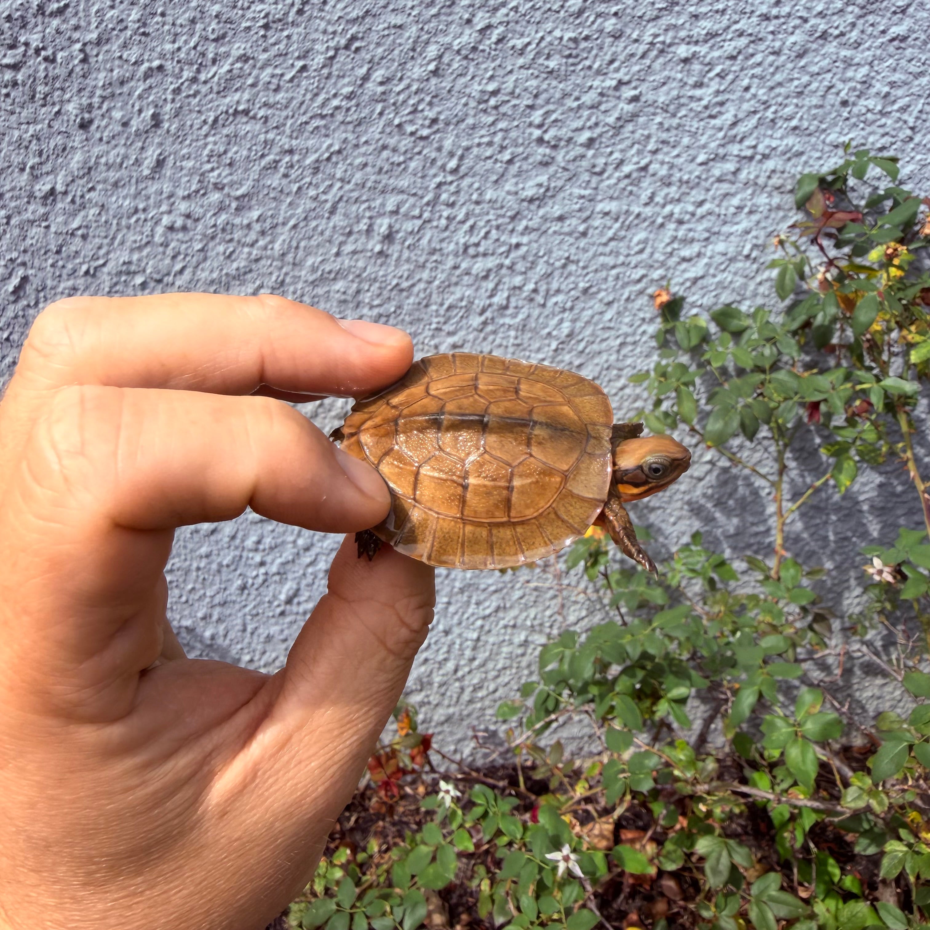 americanreptiles.com
