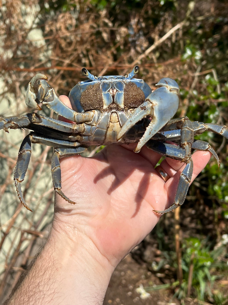 Trinidad Electric Blue Giant Land Crab (Cardisoma guanhumi)