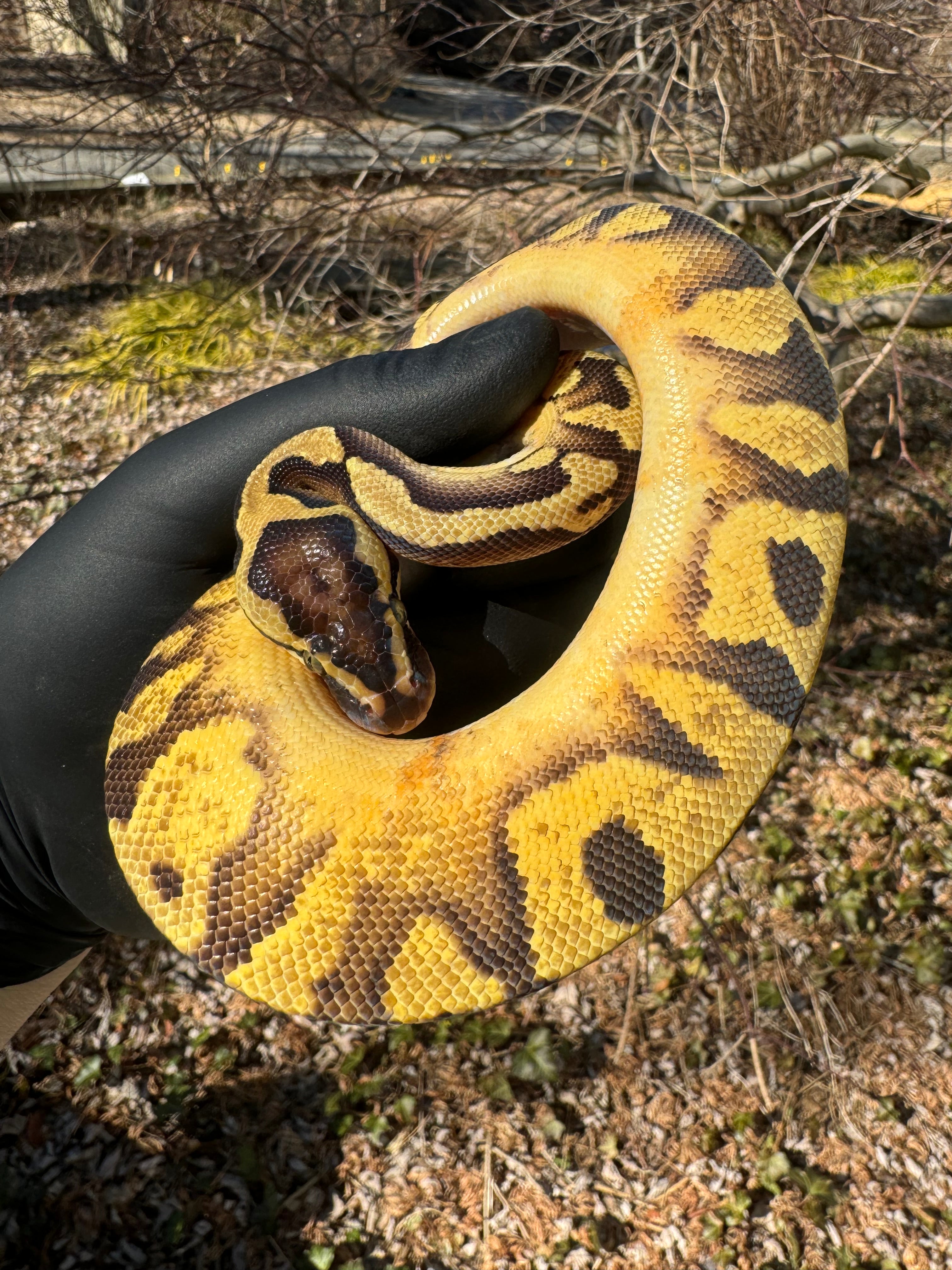Pied Ball Python For Sale | American Reptile Distributors