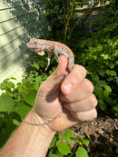 Purple Iguana Babies (Iguana iguana)