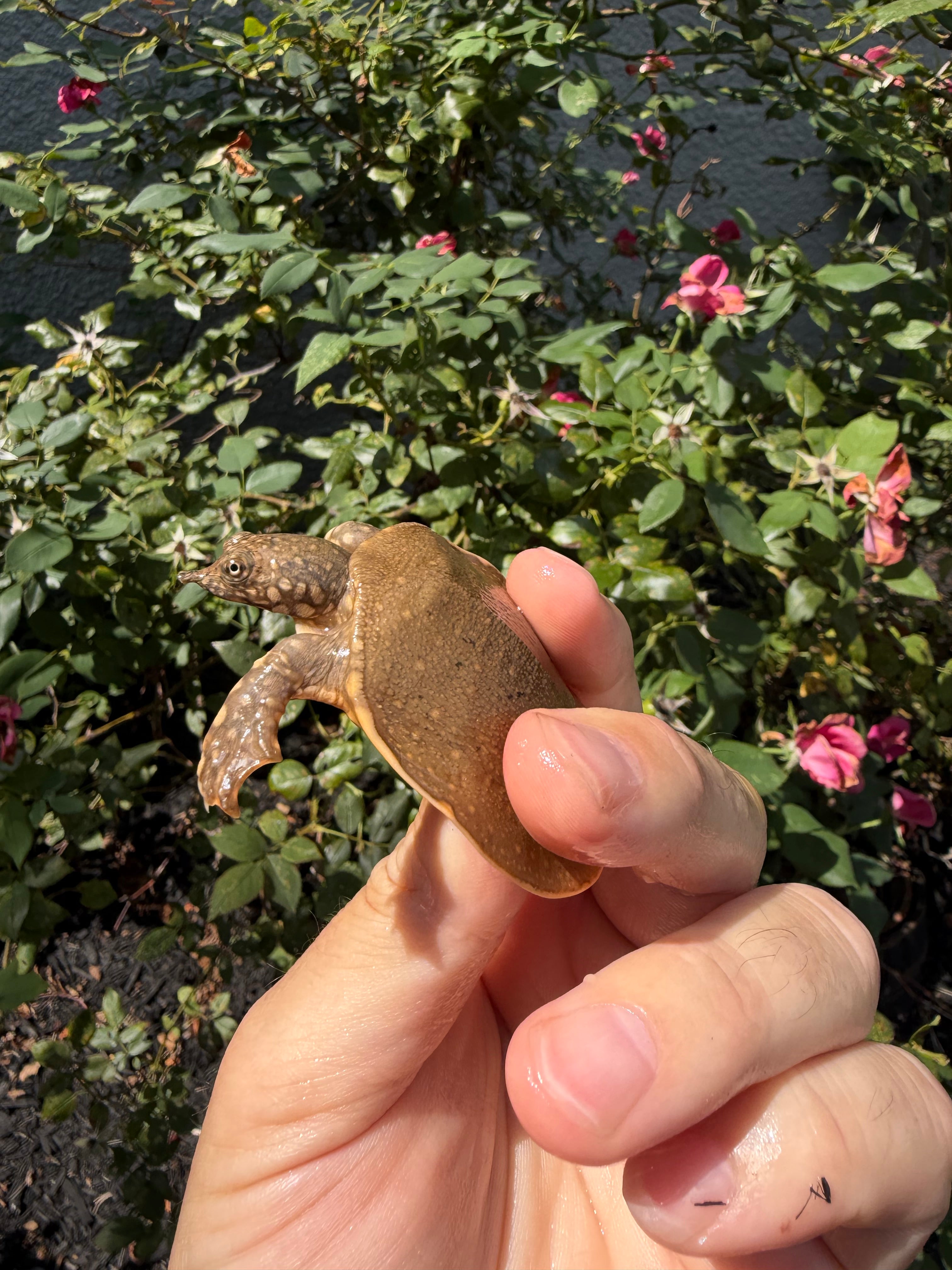 americanreptiles.com