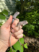 Purple Zero Translucent Iguana Babies (Iguana iguana)
