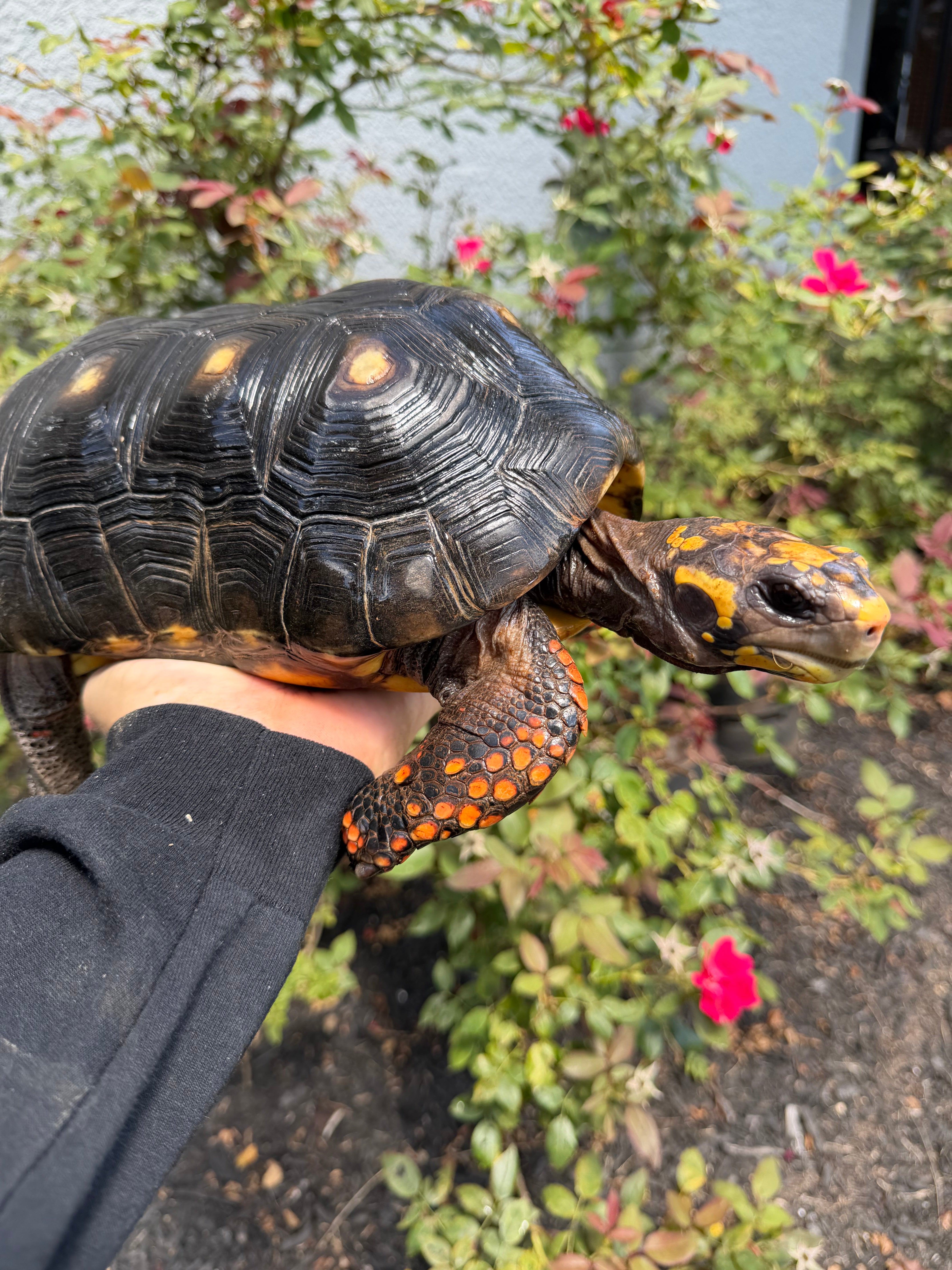 americanreptiles.com