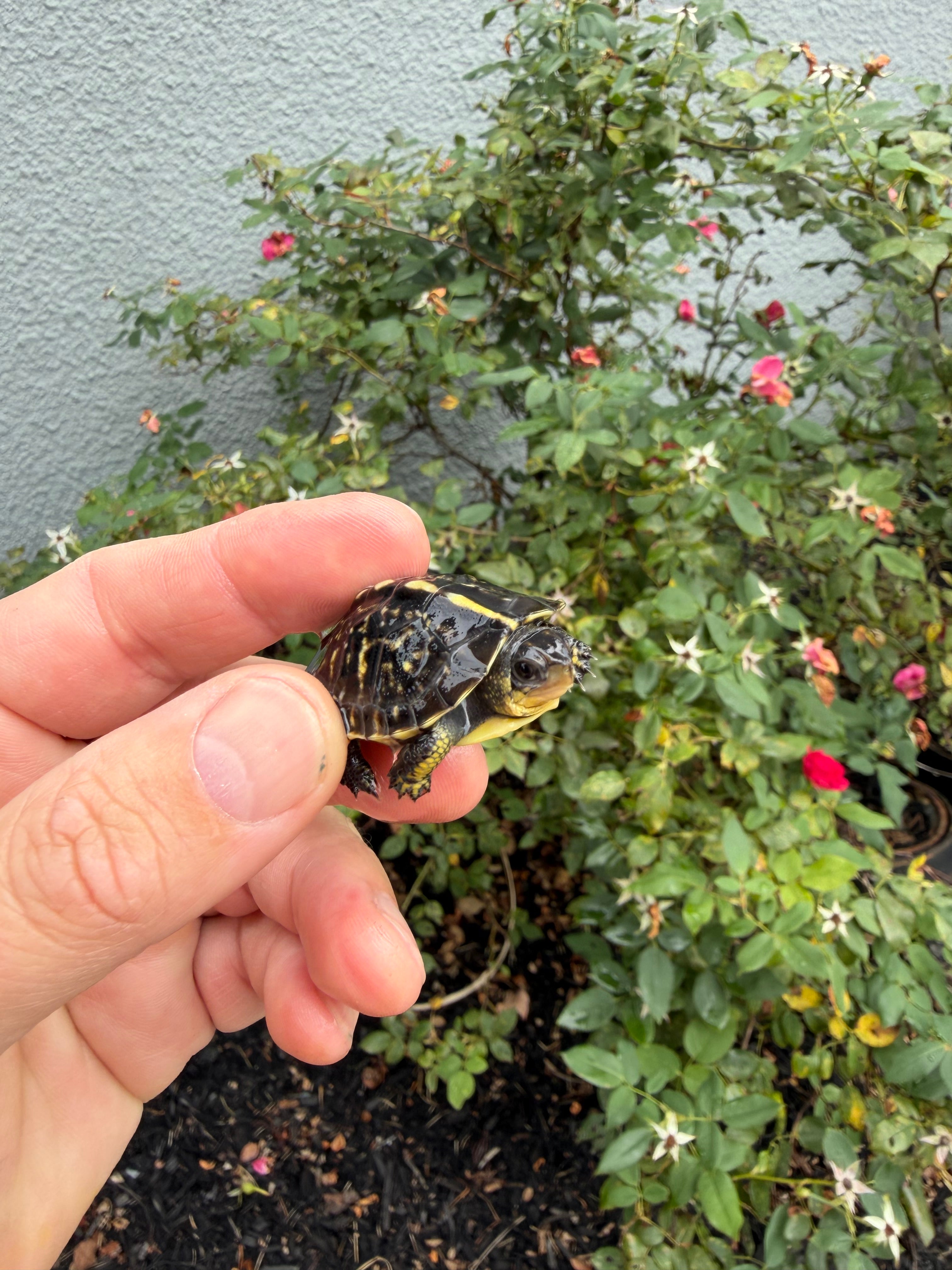 americanreptiles.com