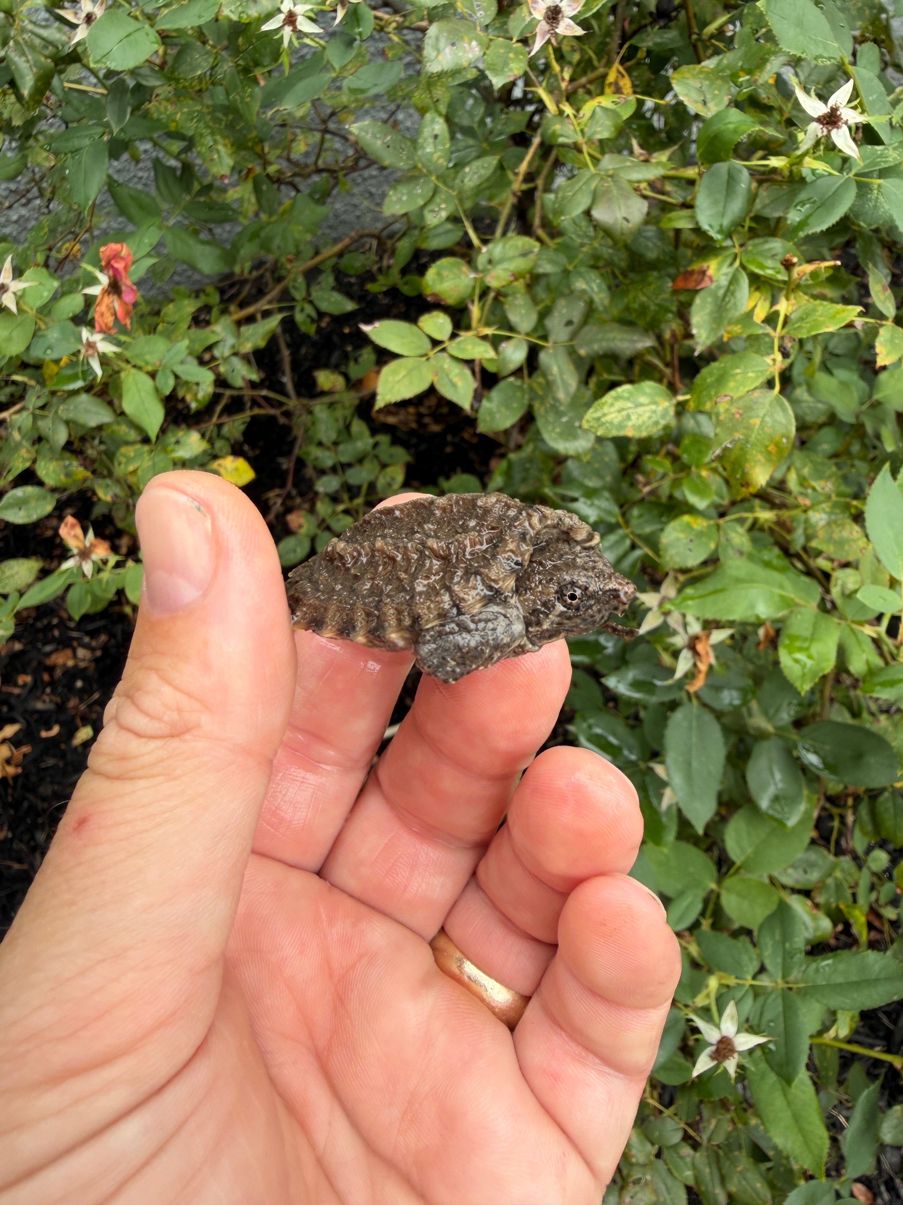 americanreptiles.com