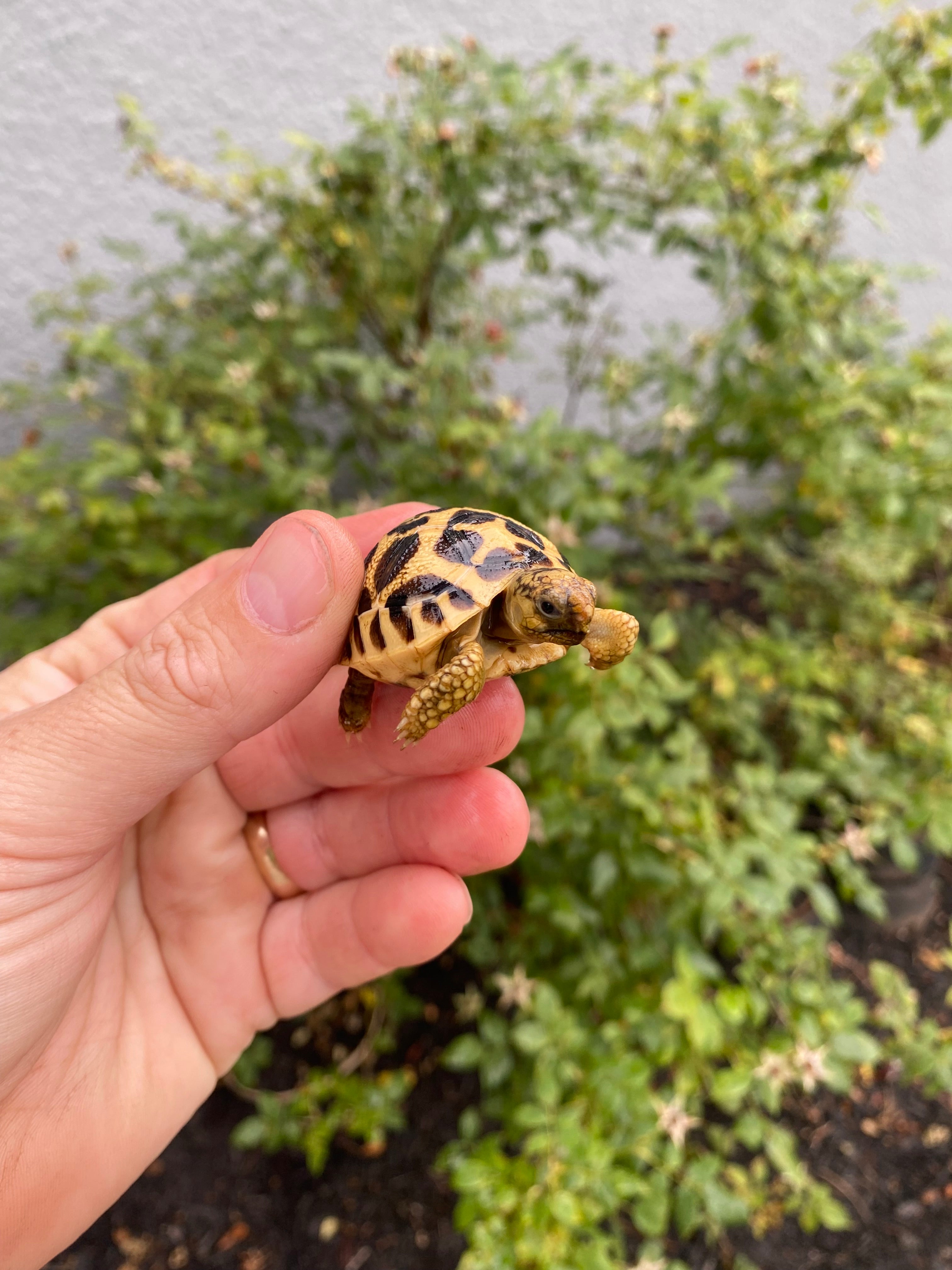 americanreptiles.com