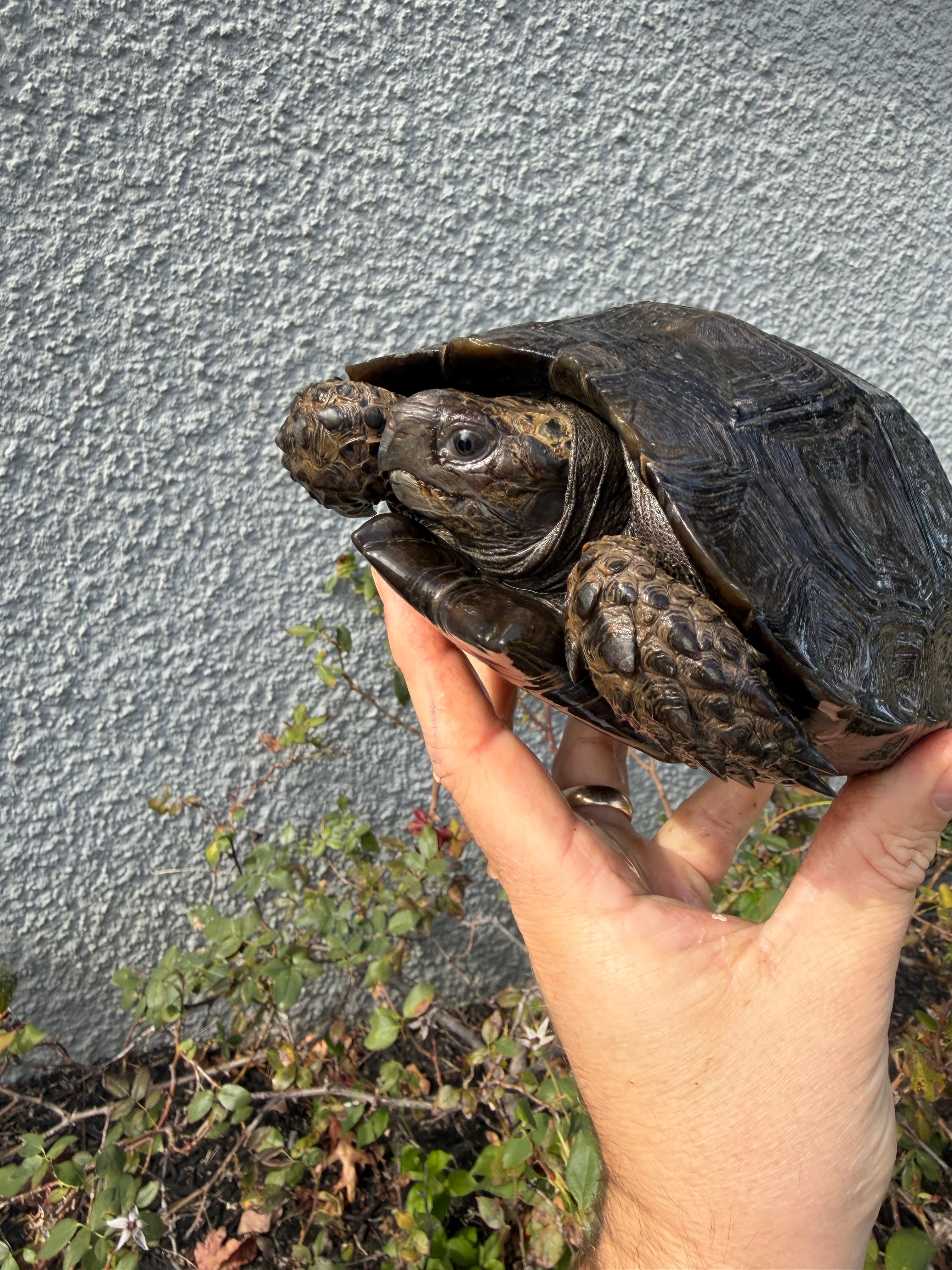 americanreptiles.com