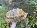 Leopard Tortoise Adult Male